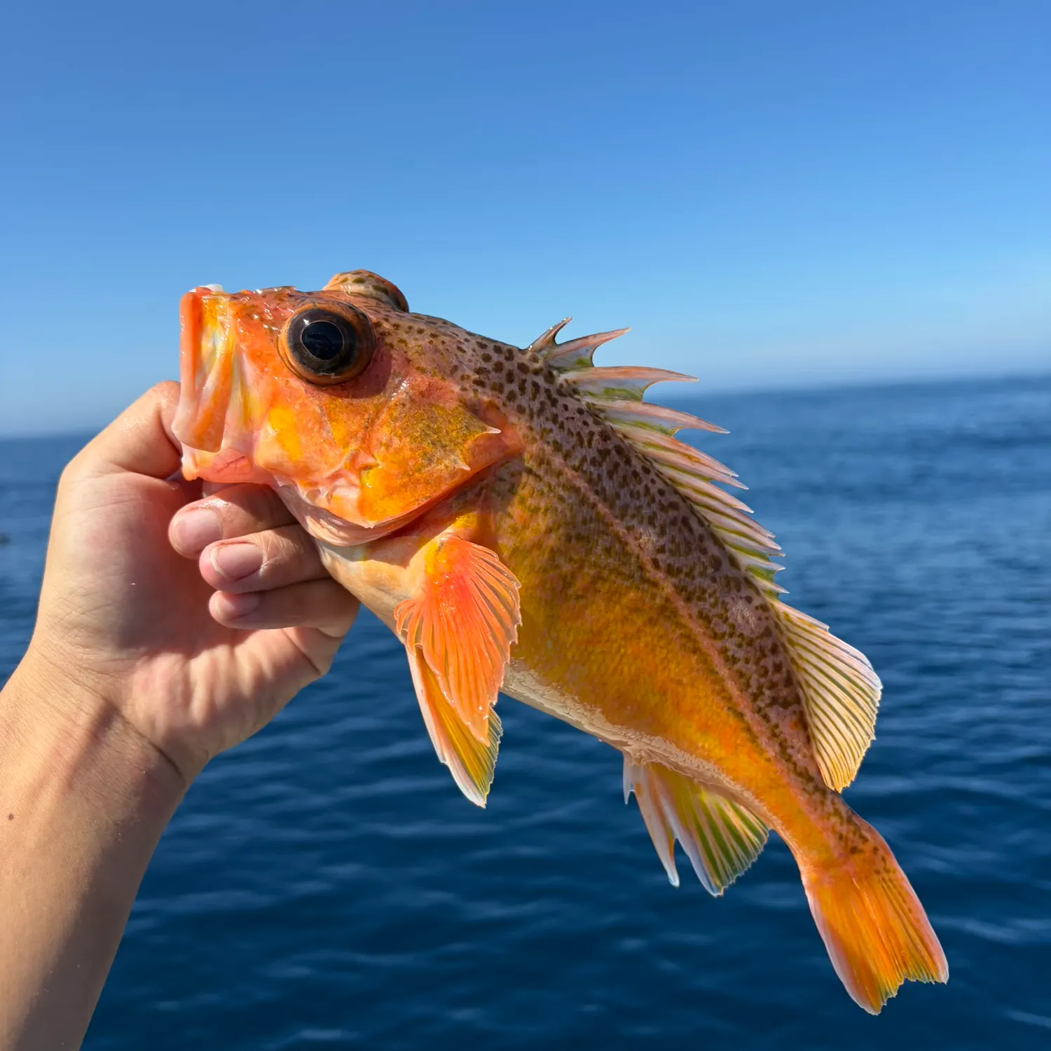 Honeycomb rockfish caught on Fishbrain