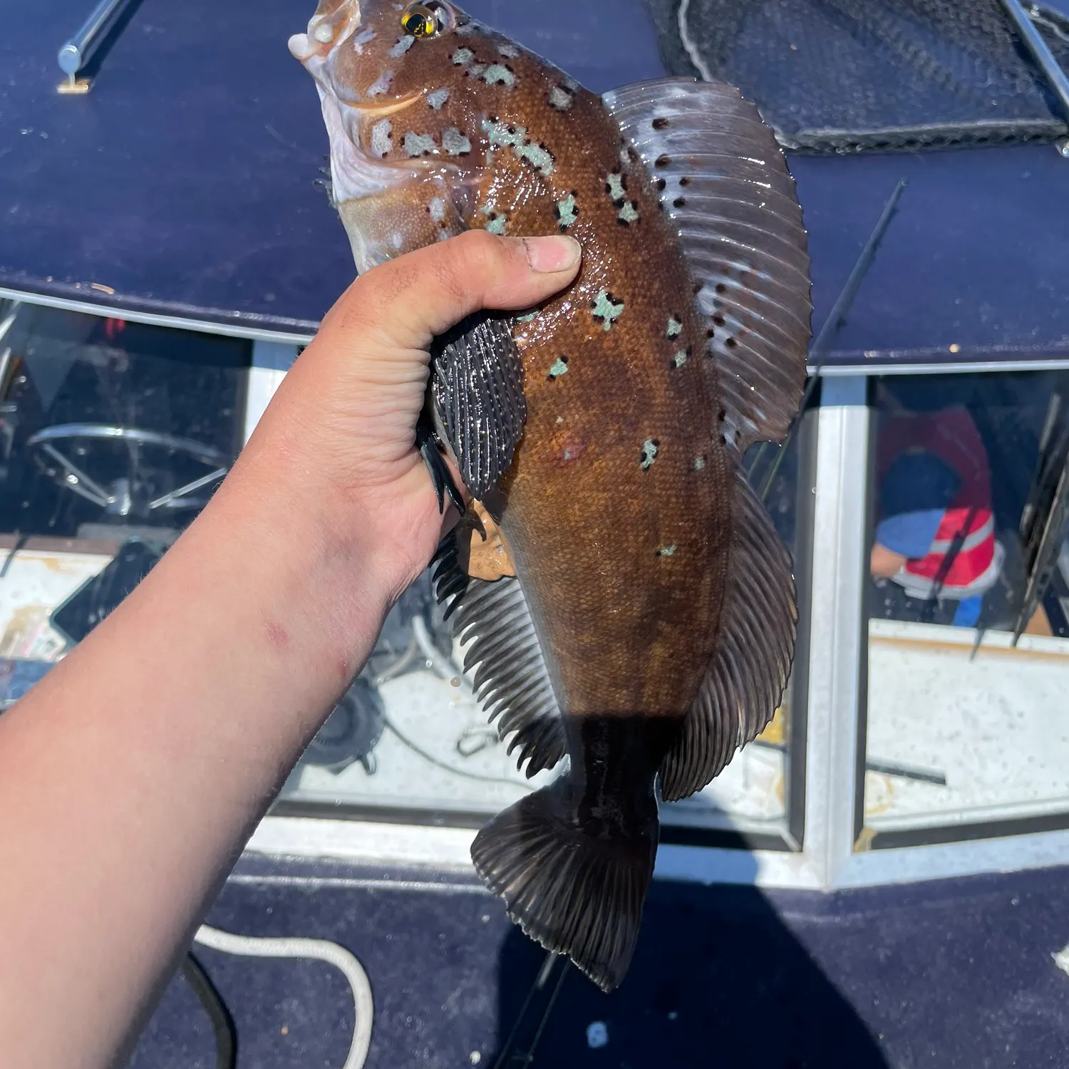 The most recent Kelp greenling catches on Fishbrain
