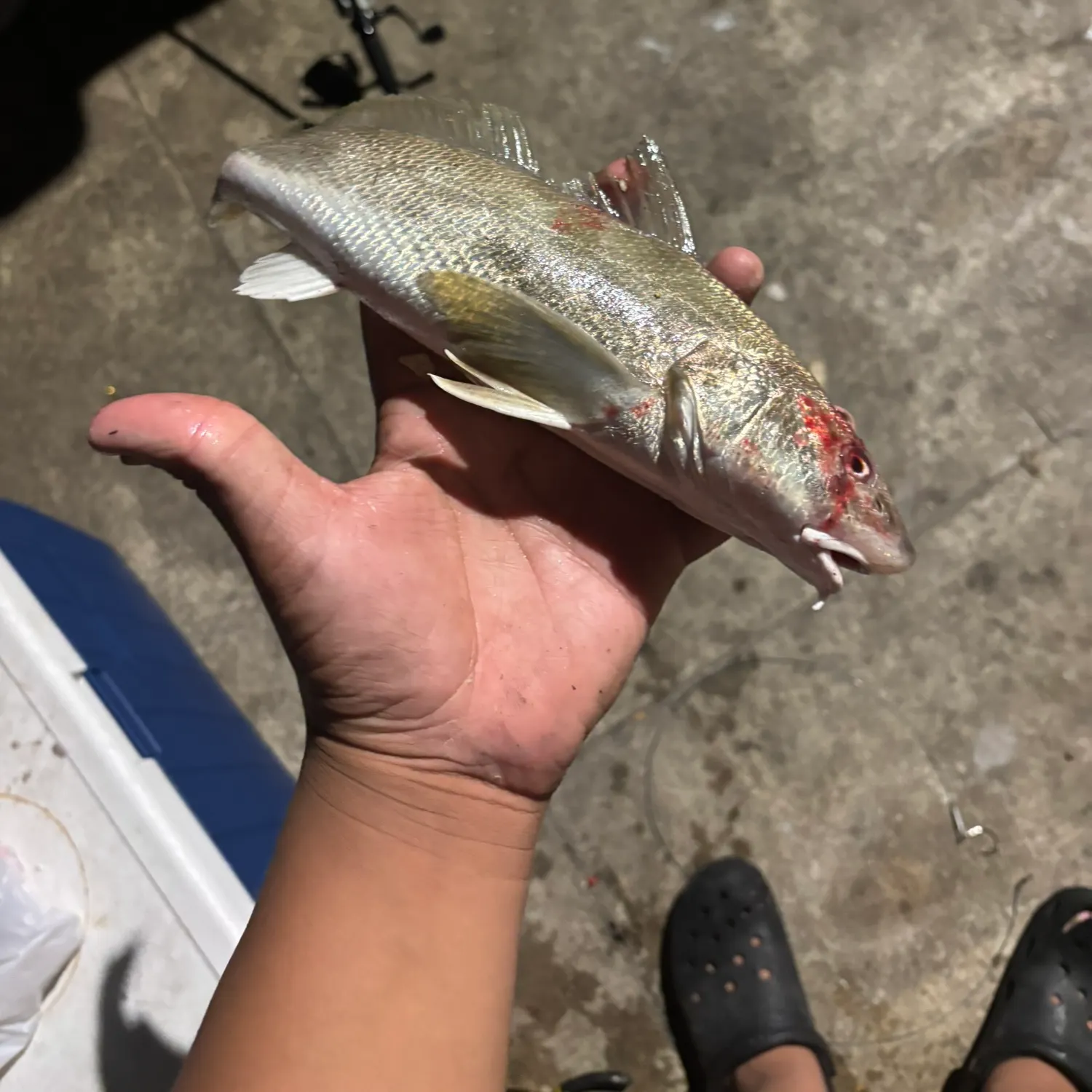 The most recent Southern kingcroaker catches on Fishbrain
