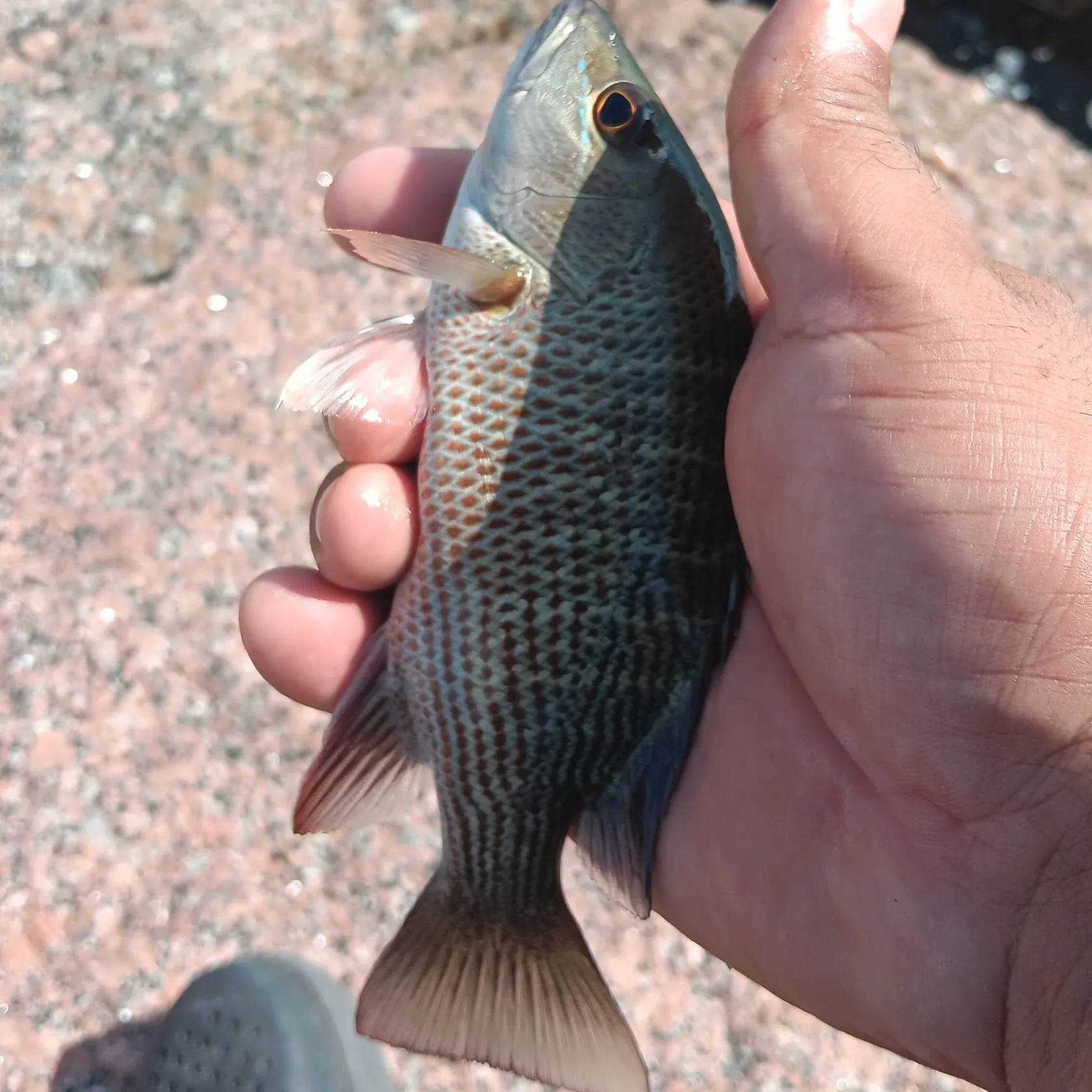 Mangrove snapper caught on Fishbrain