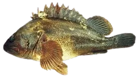 Grass rockfish
