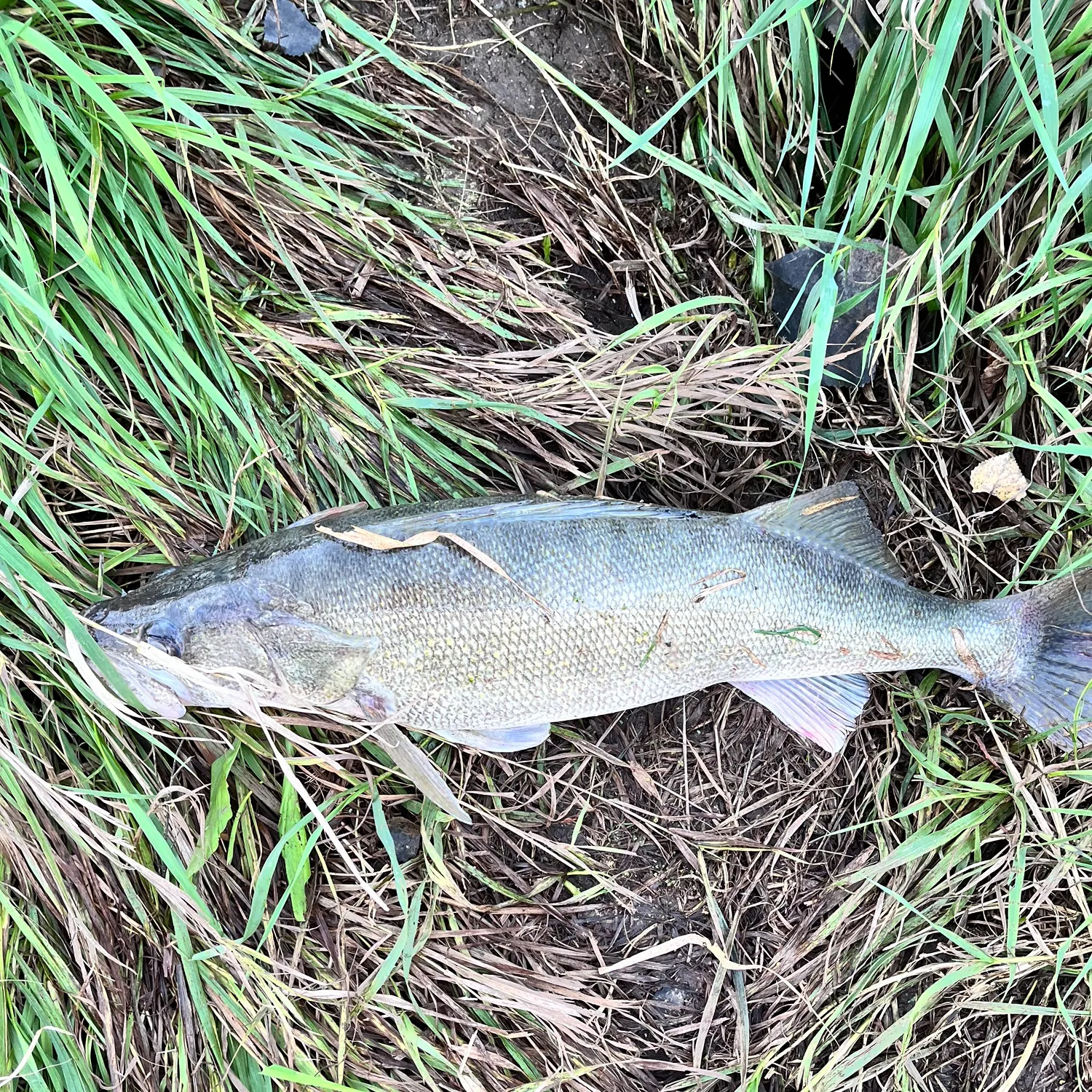 Fish caught on Fishbrain