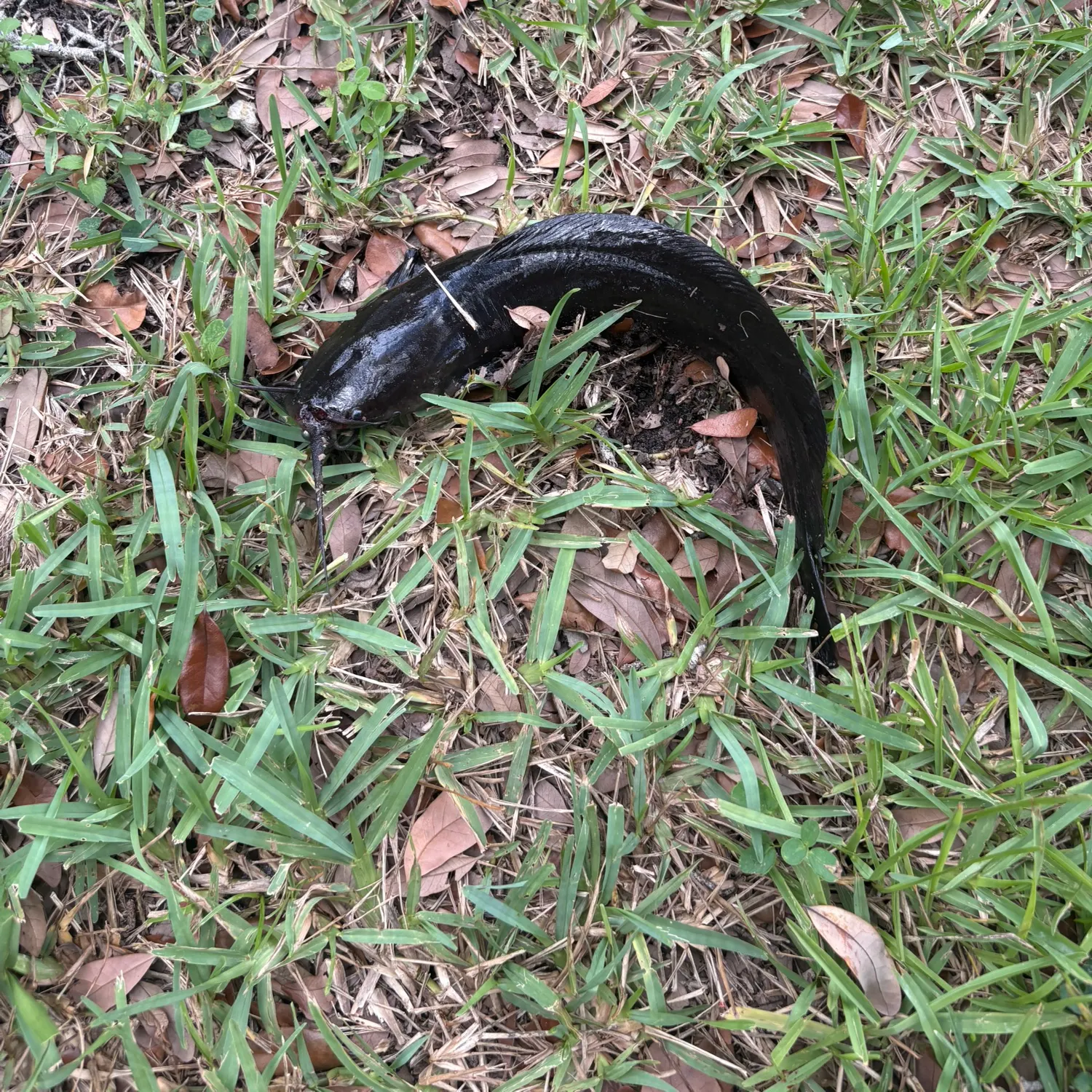 Walking catfish caught on Fishbrain