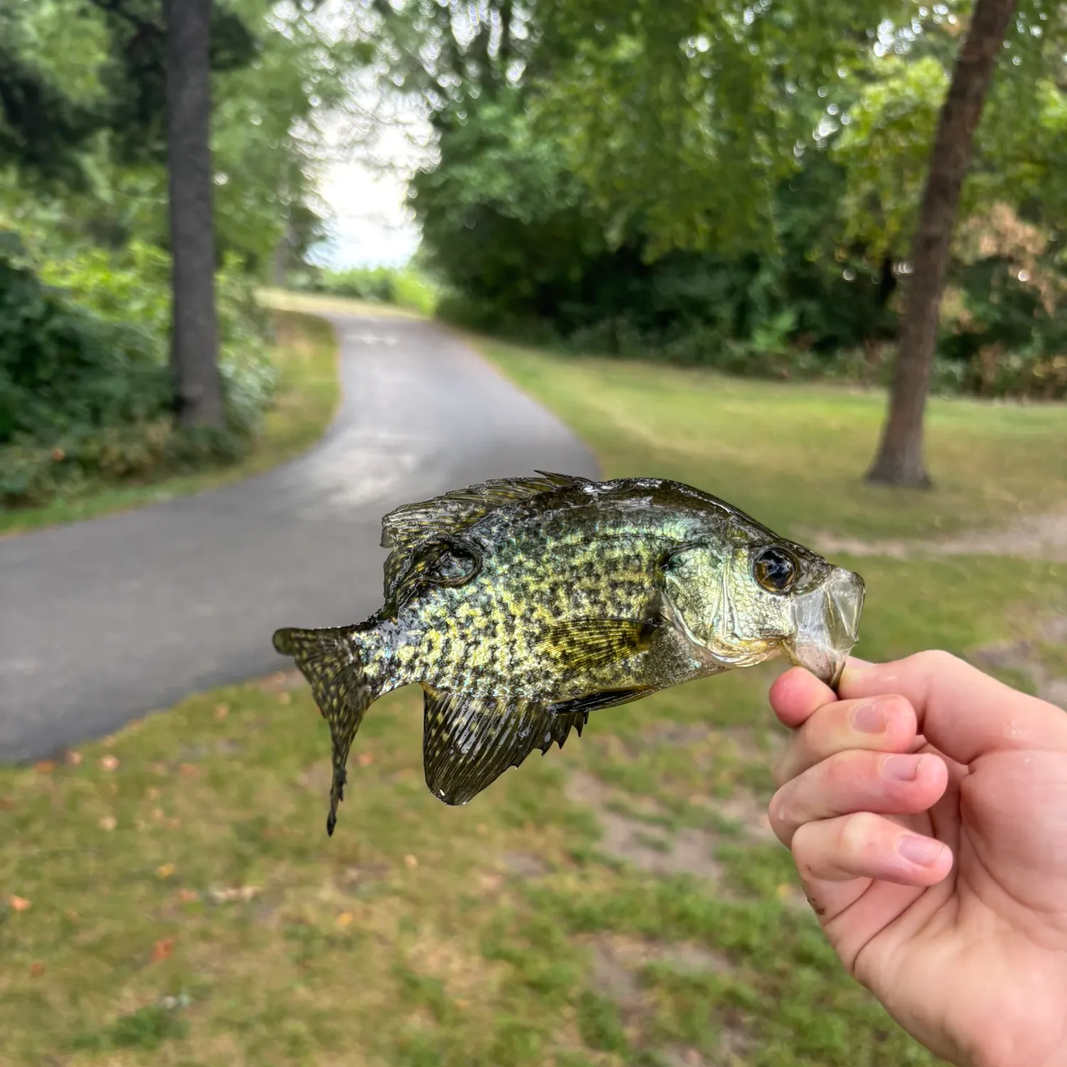 Black crappie caught on Fishbrain