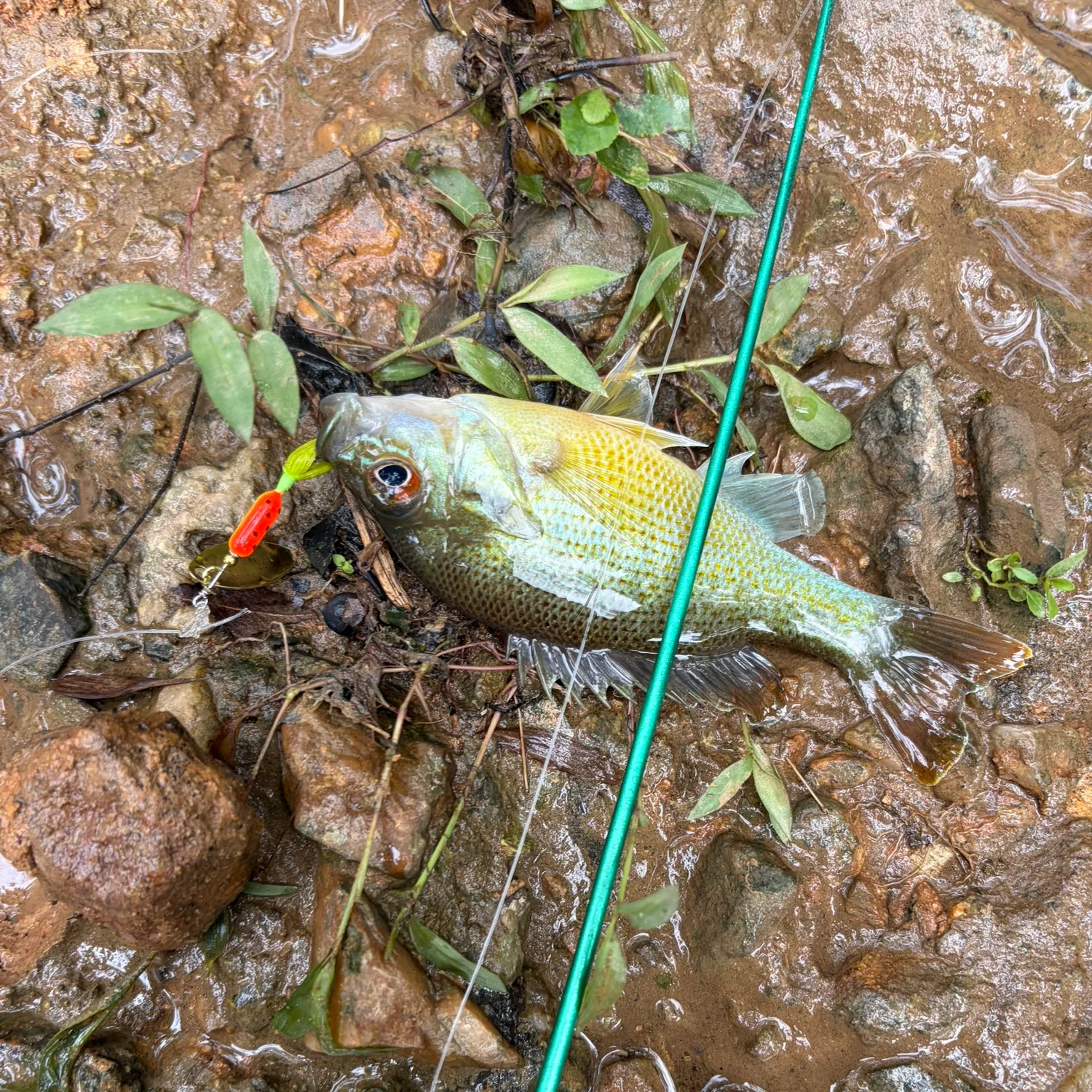 Bluegill caught on Fishbrain