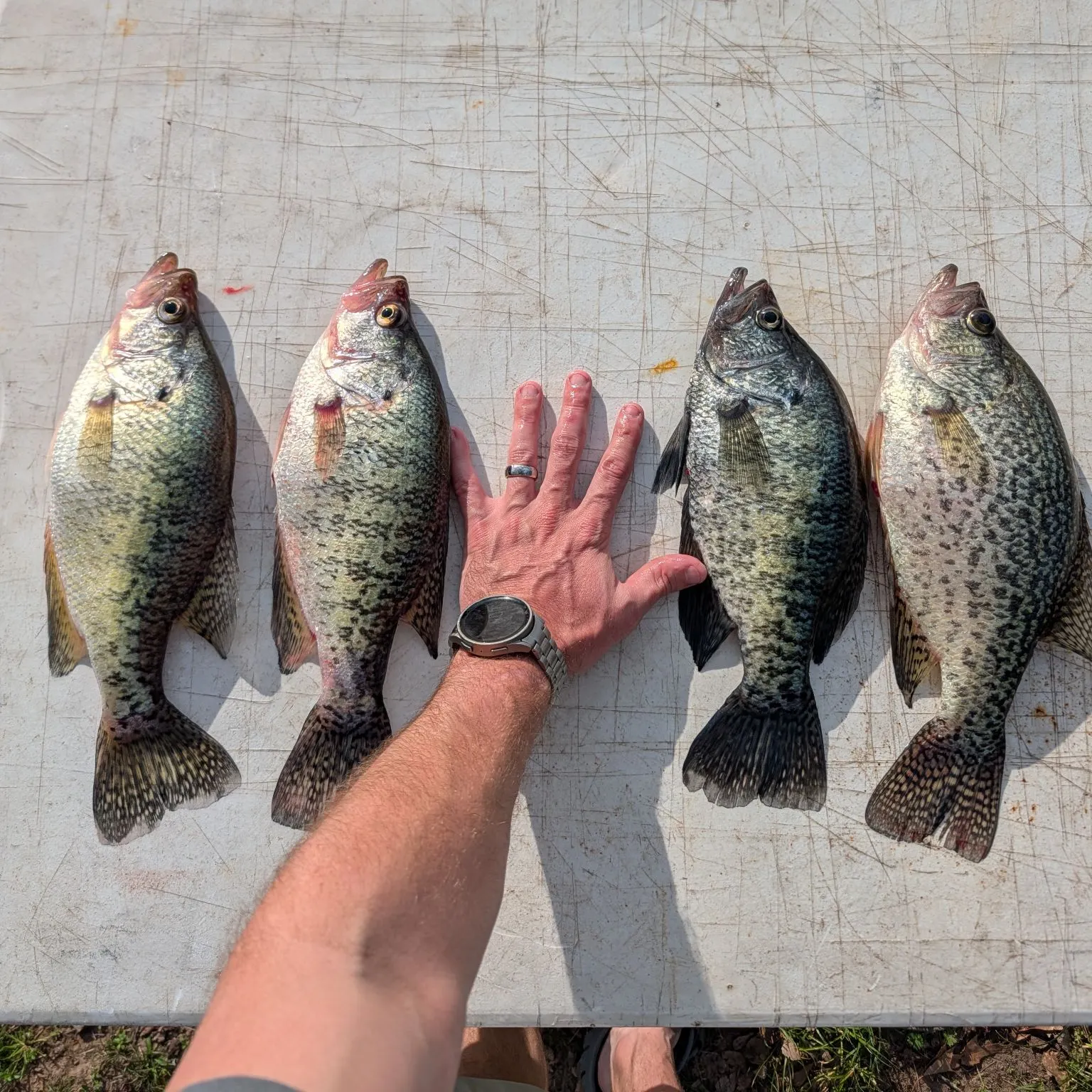 recently logged catches