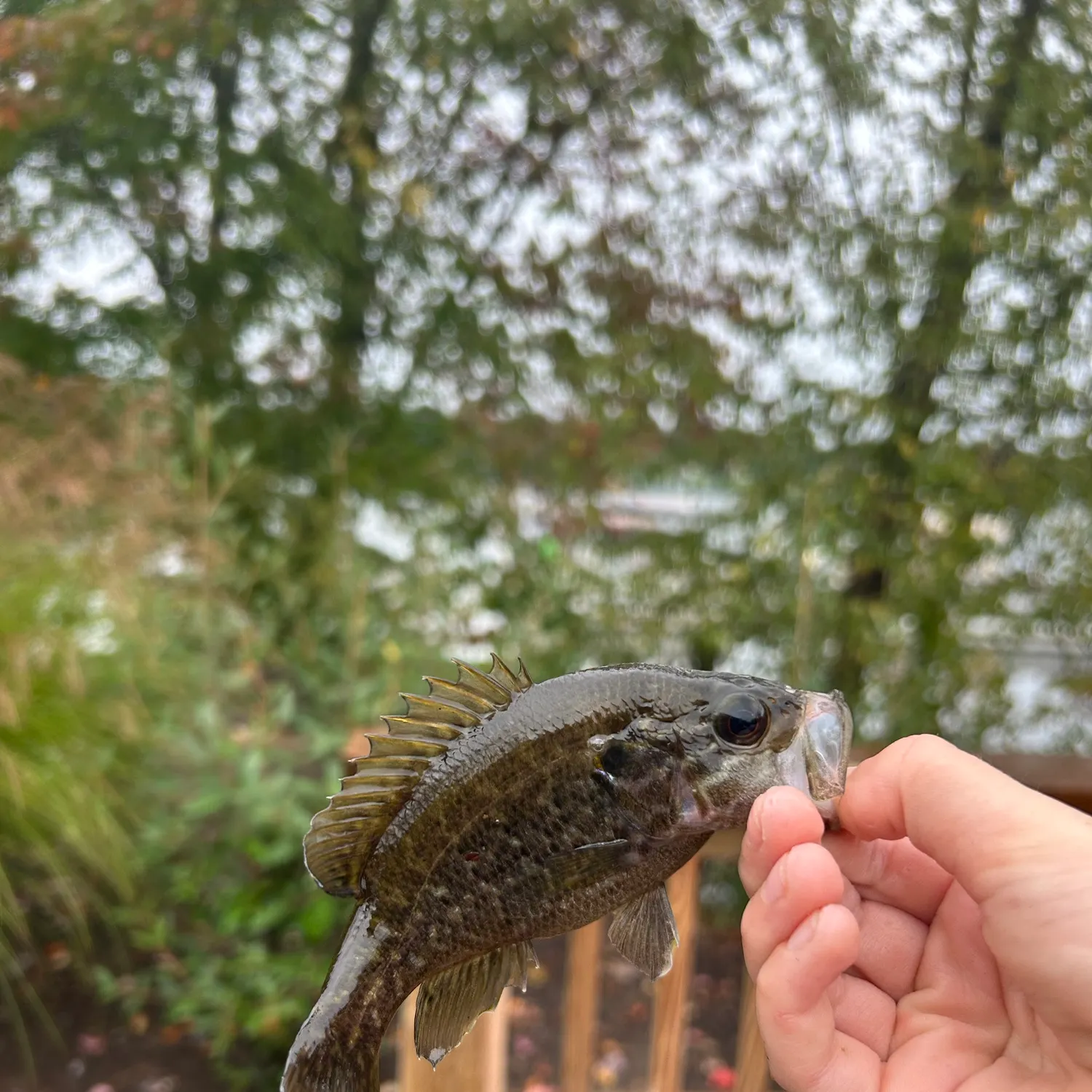 Warmouth caught on Fishbrain