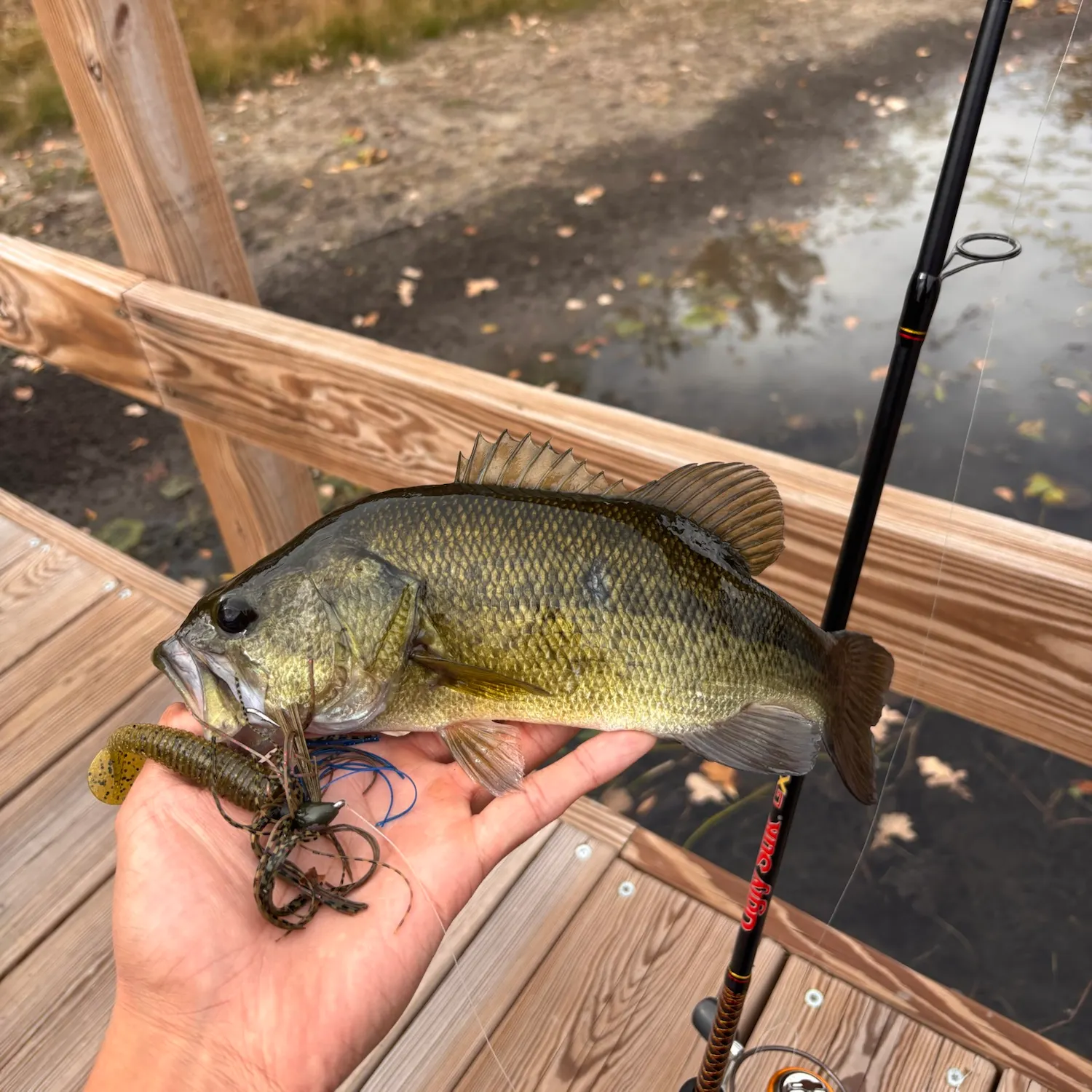 Largemouth bass caught on Fishbrain