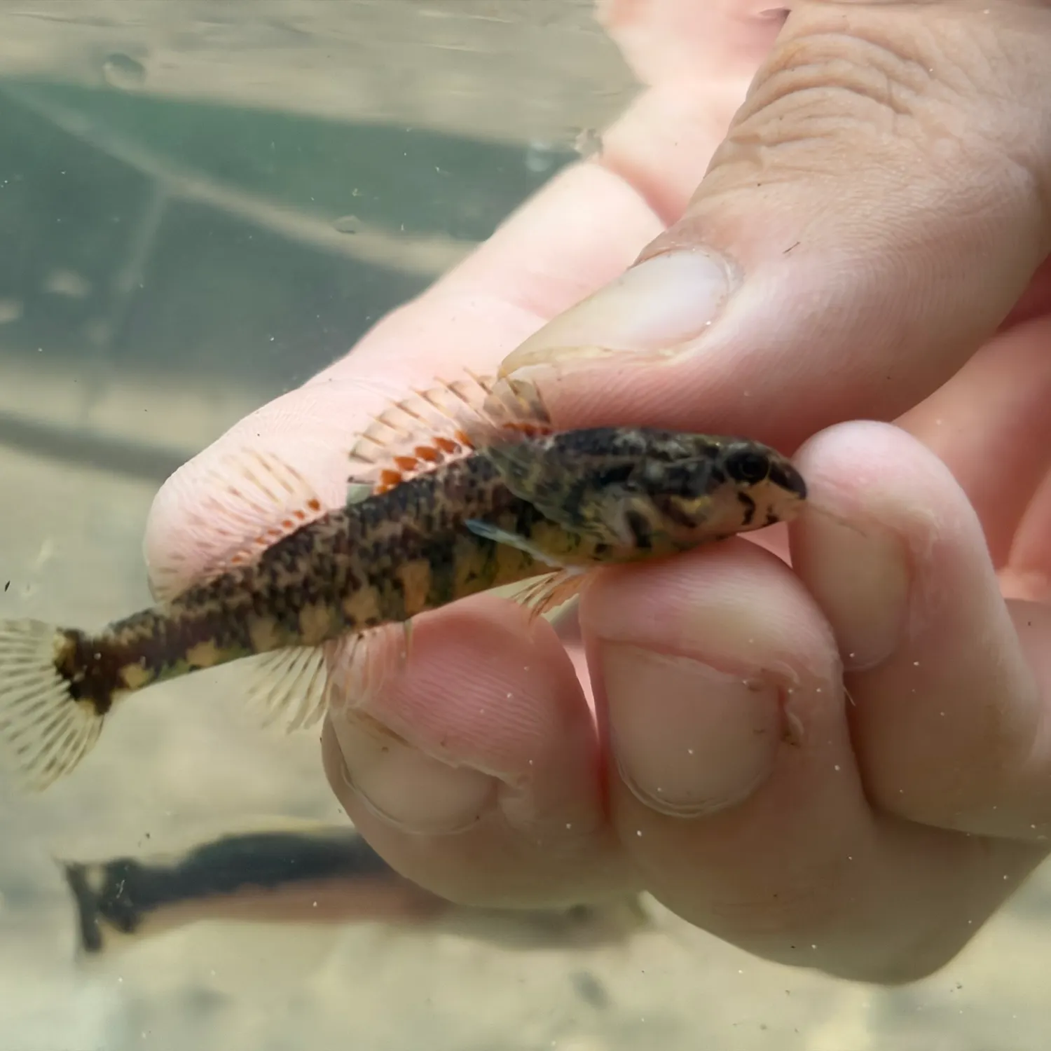 The most recent Brighteye damselfish catches on Fishbrain