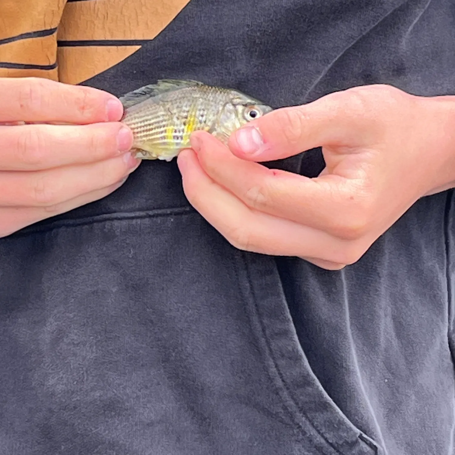 The most recent Barred surfperch catches on Fishbrain