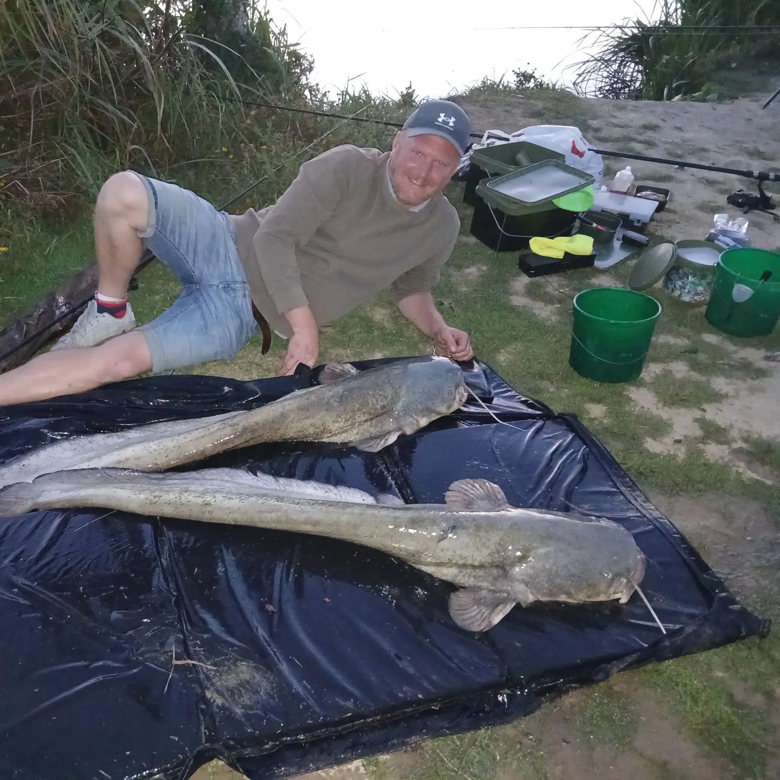 Wels catfish caught on Fishbrain