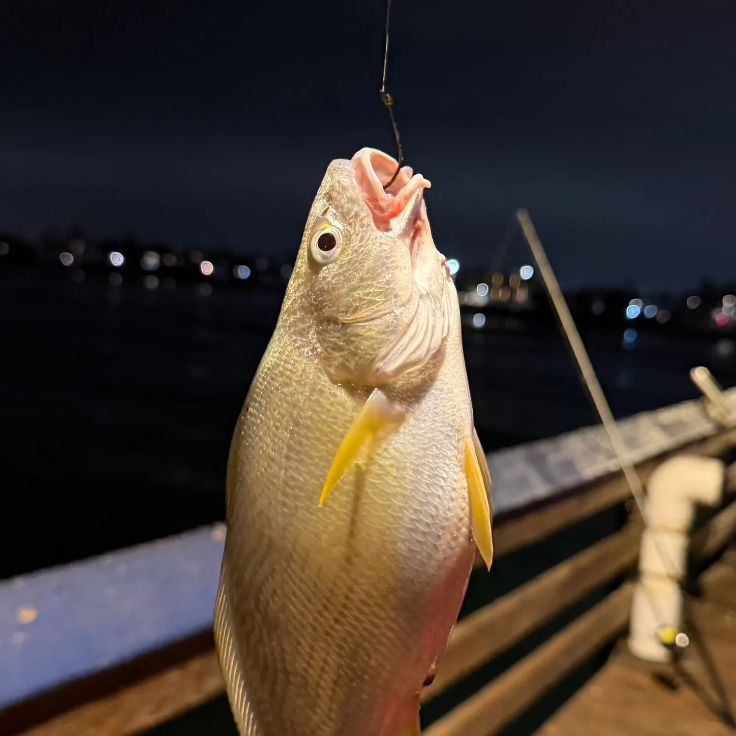 Yellowfin croaker caught on Fishbrain
