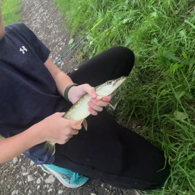 Northern pike caught on Fishbrain