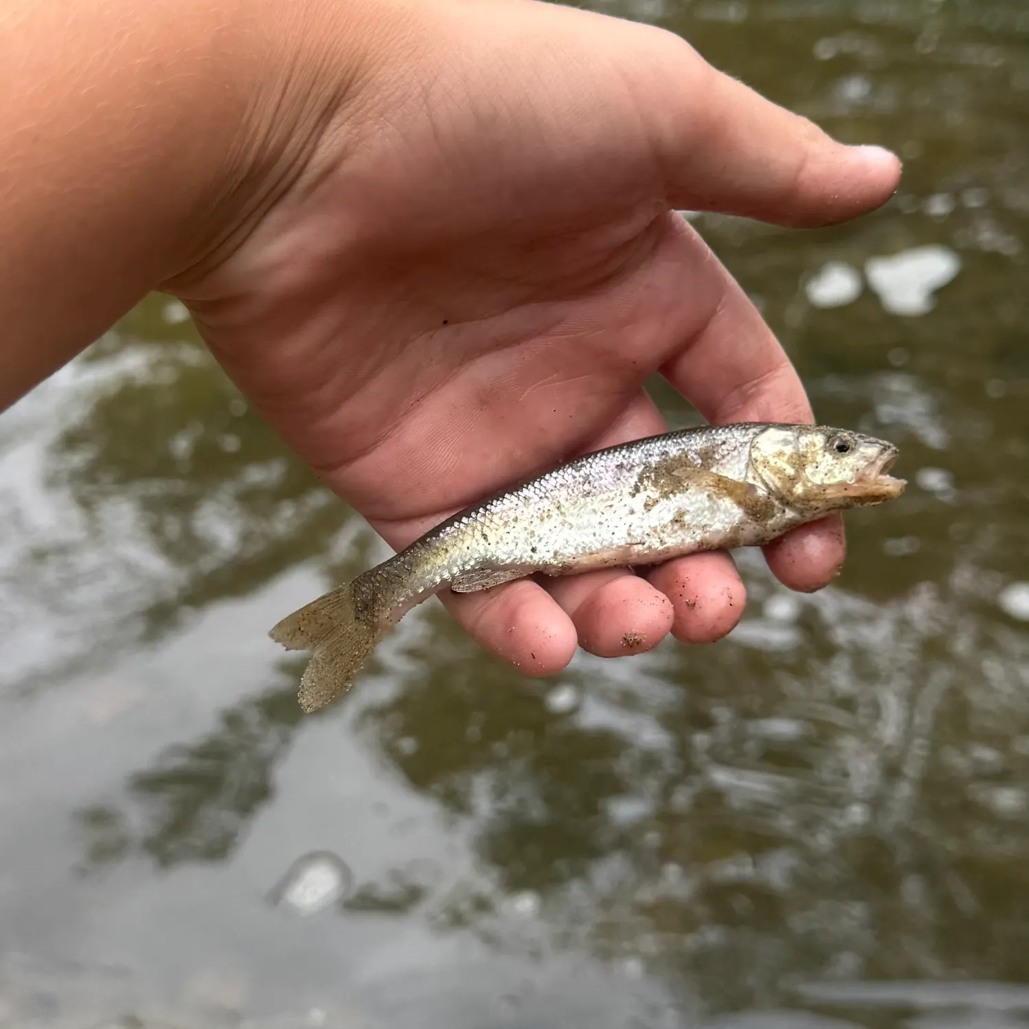 Creek chub caught on Fishbrain