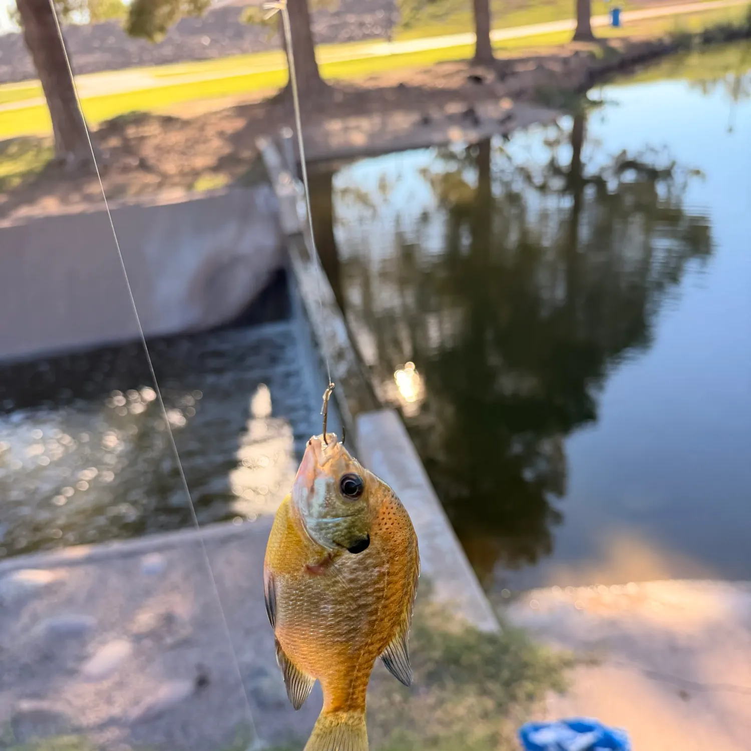 Bluegill caught on Fishbrain