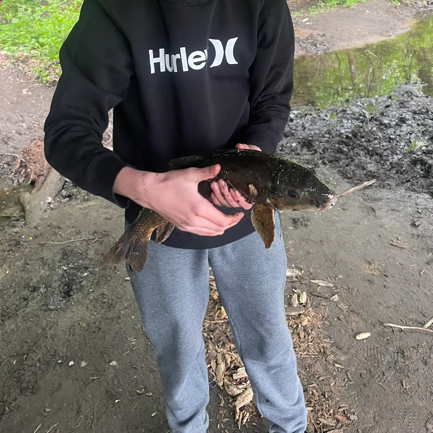 White sucker caught on Fishbrain