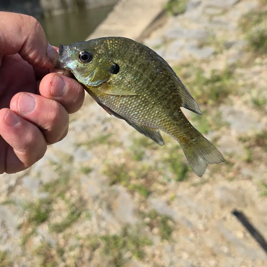 Bluegill caught on Fishbrain