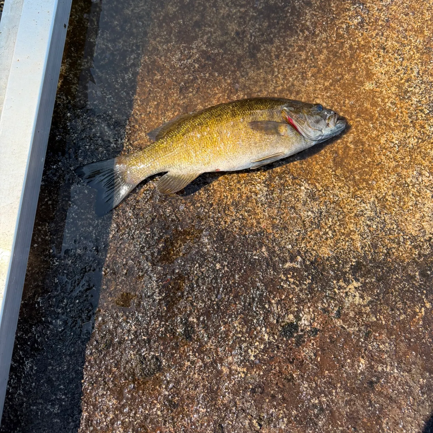 Smallmouth bass caught on Fishbrain