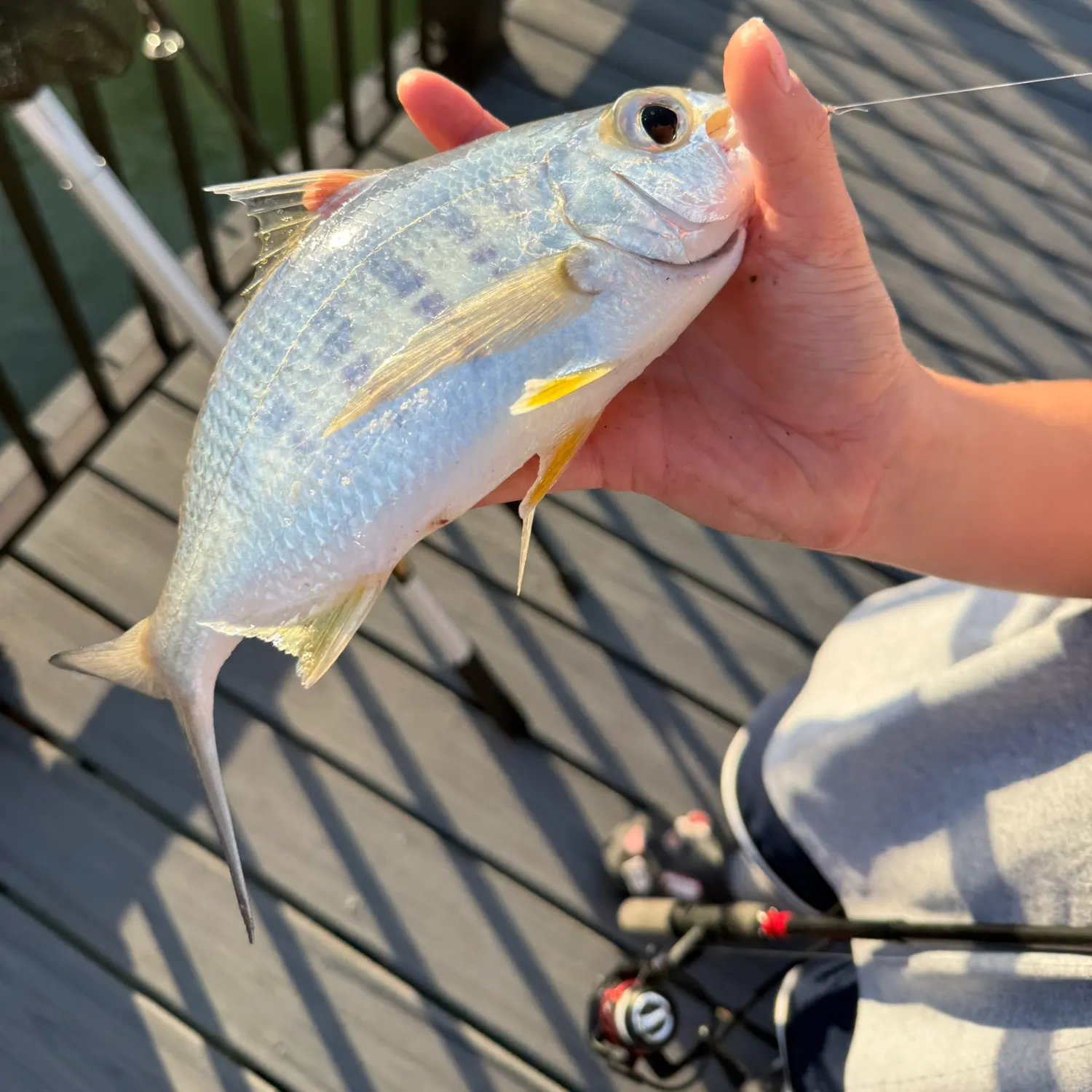 The most recent Yellowfin mojarra catches on Fishbrain