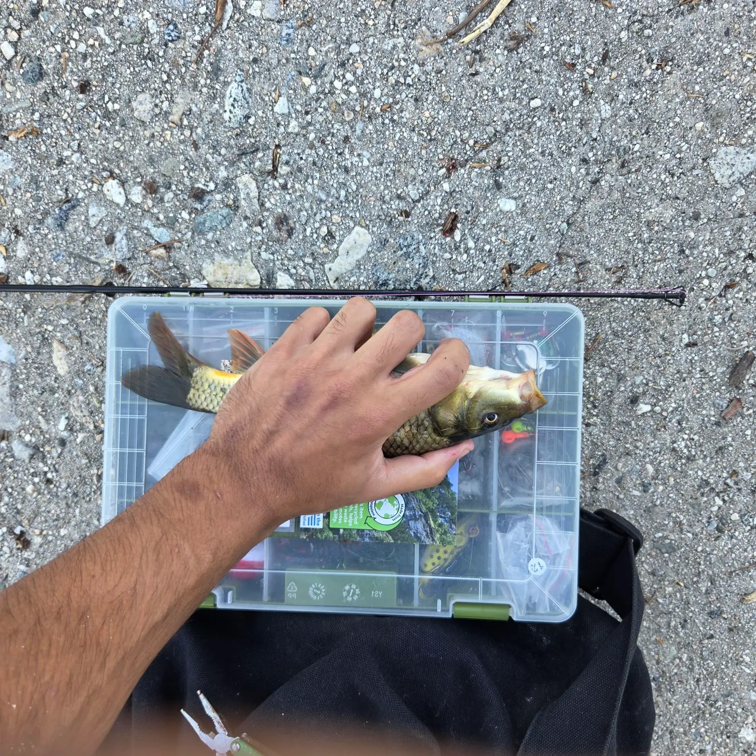 catch