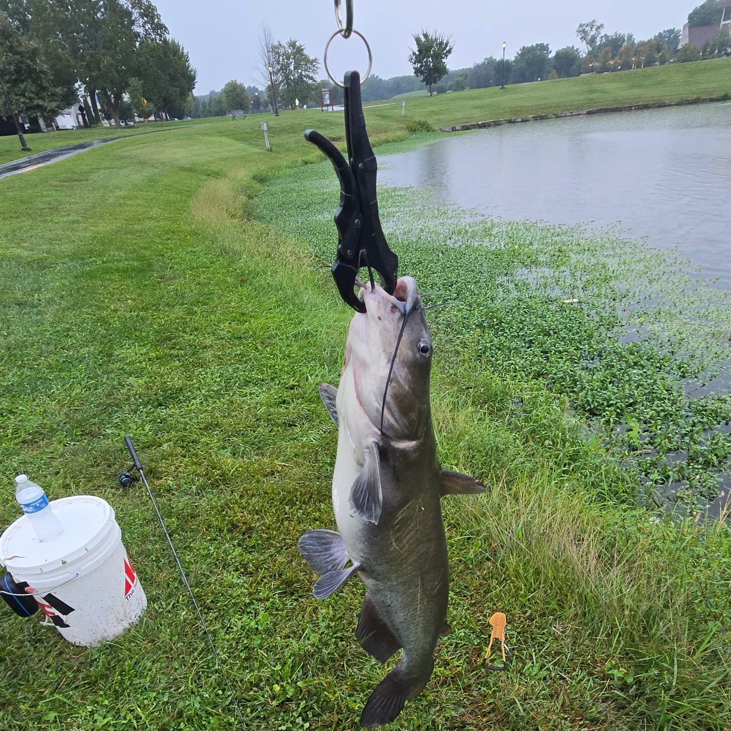 Channel catfish caught on Fishbrain