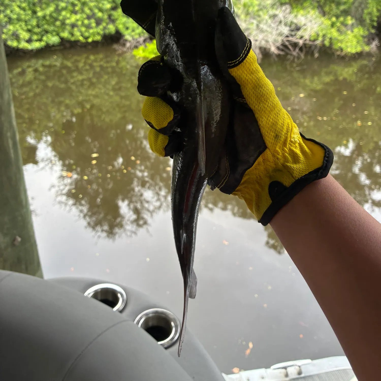 The most recent Hardhead sea catfish catches on Fishbrain
