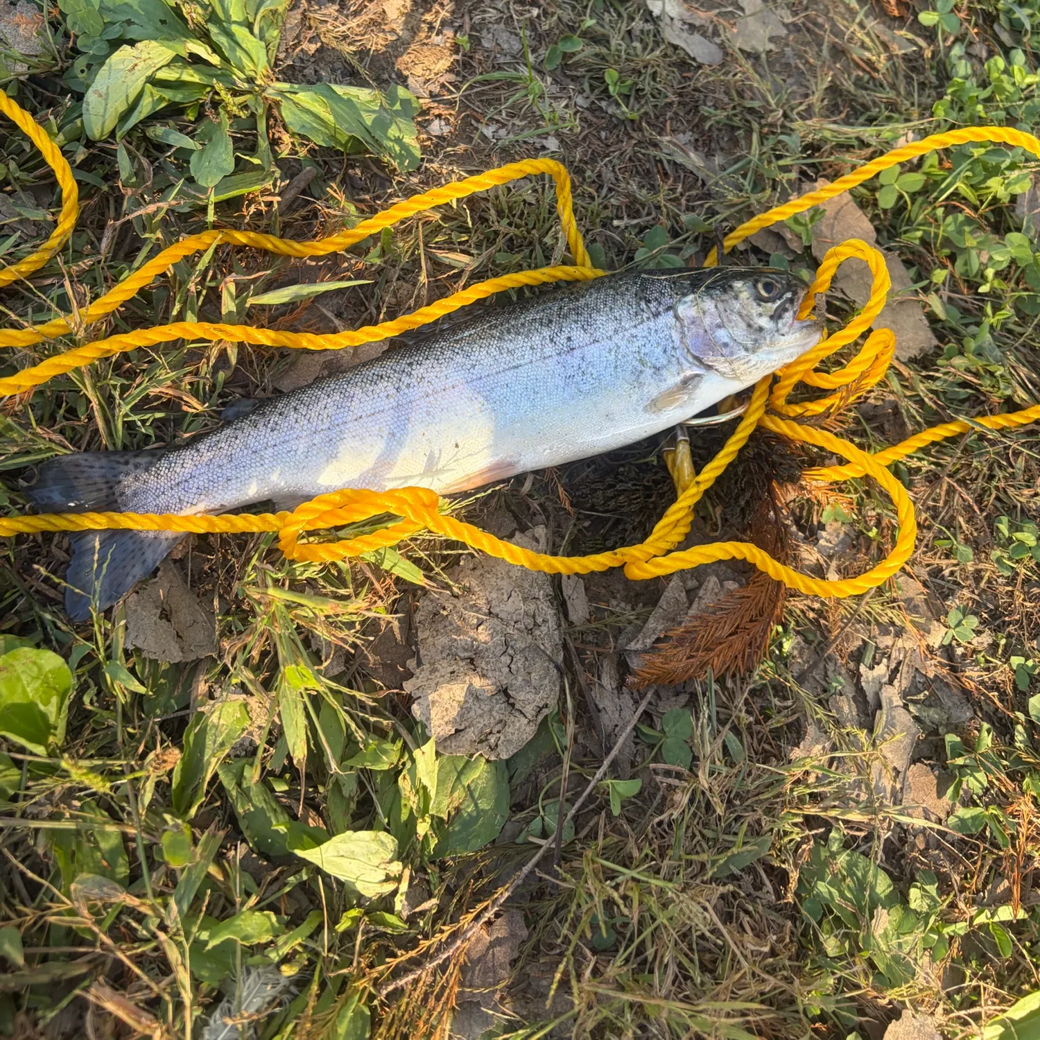 Rainbow trout caught on Fishbrain