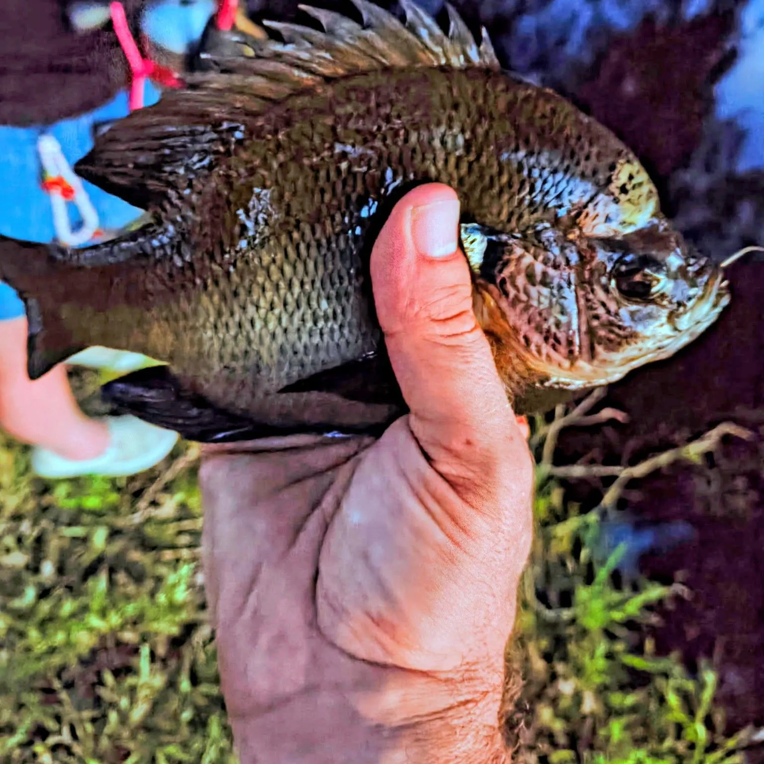 Coppernose bluegill caught on Fishbrain