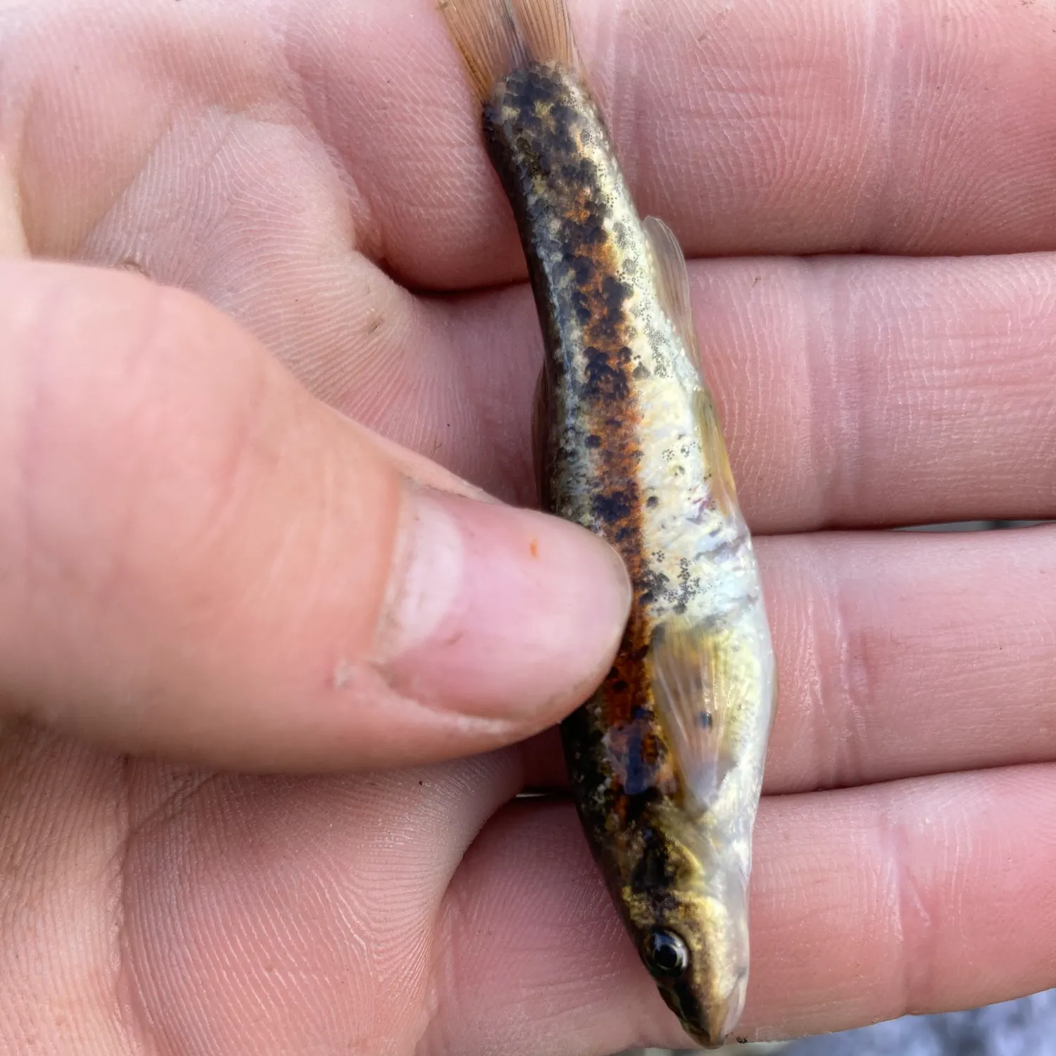 The most recent Eastern blacknose dace catches on Fishbrain