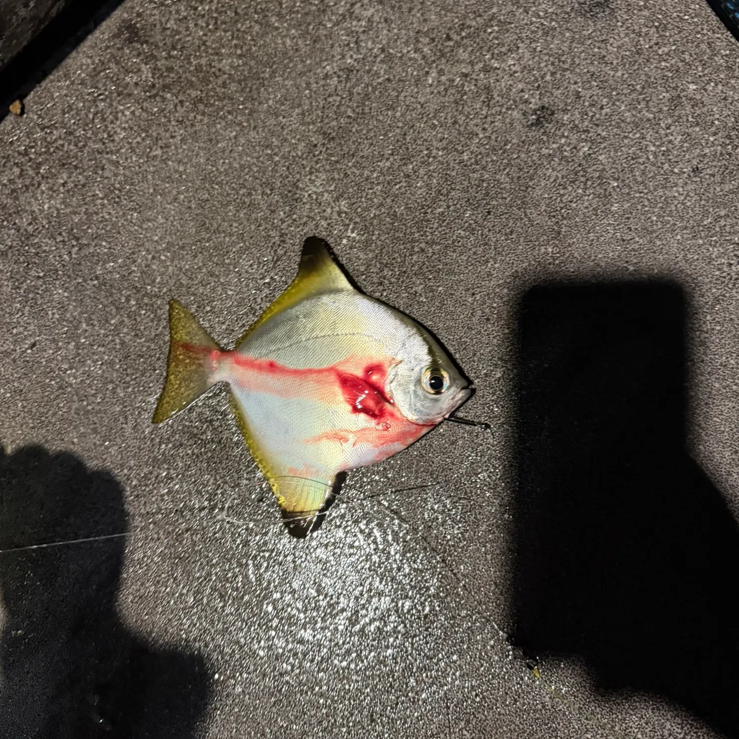 The most recent Silver moony catches on Fishbrain