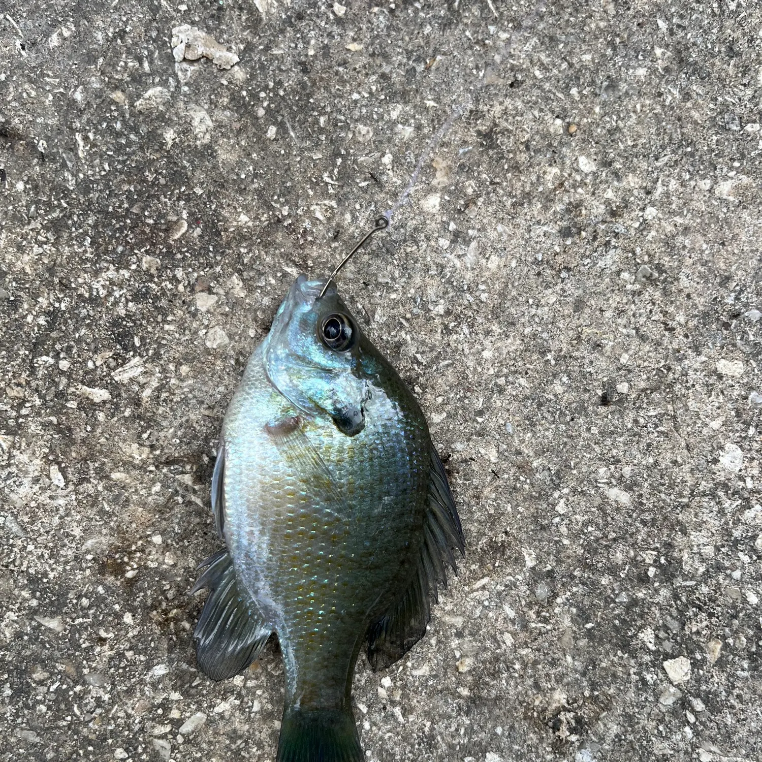Bluegill caught on Fishbrain