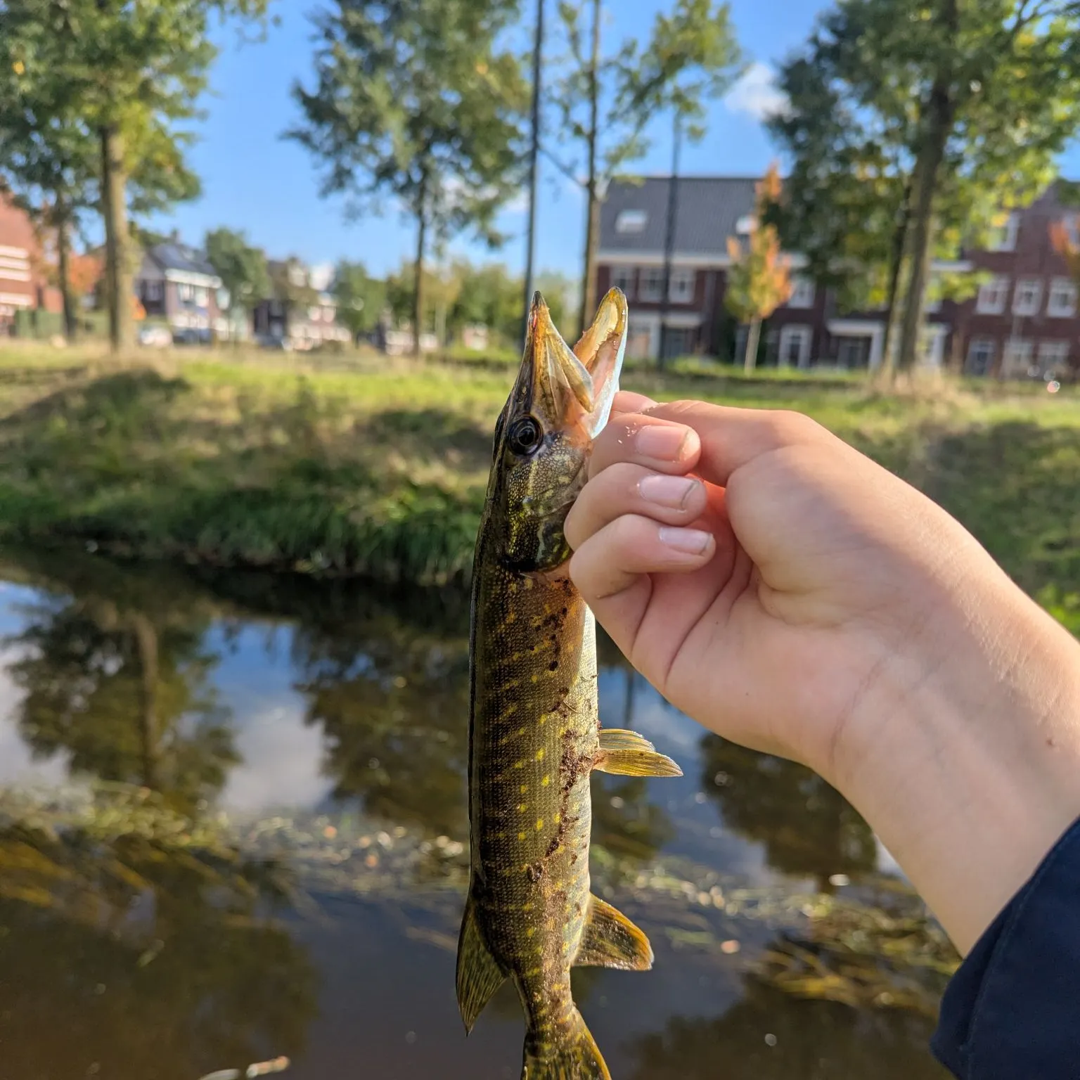 Northern pike caught on Fishbrain