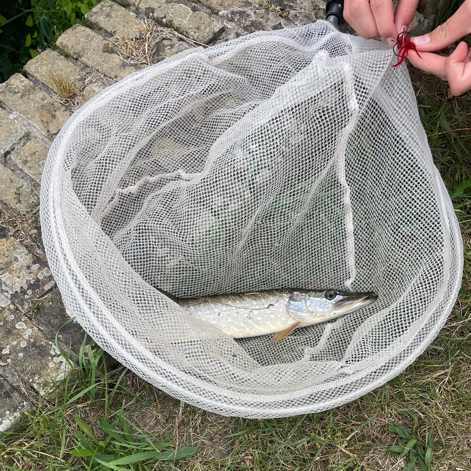 Northern pike caught on Fishbrain