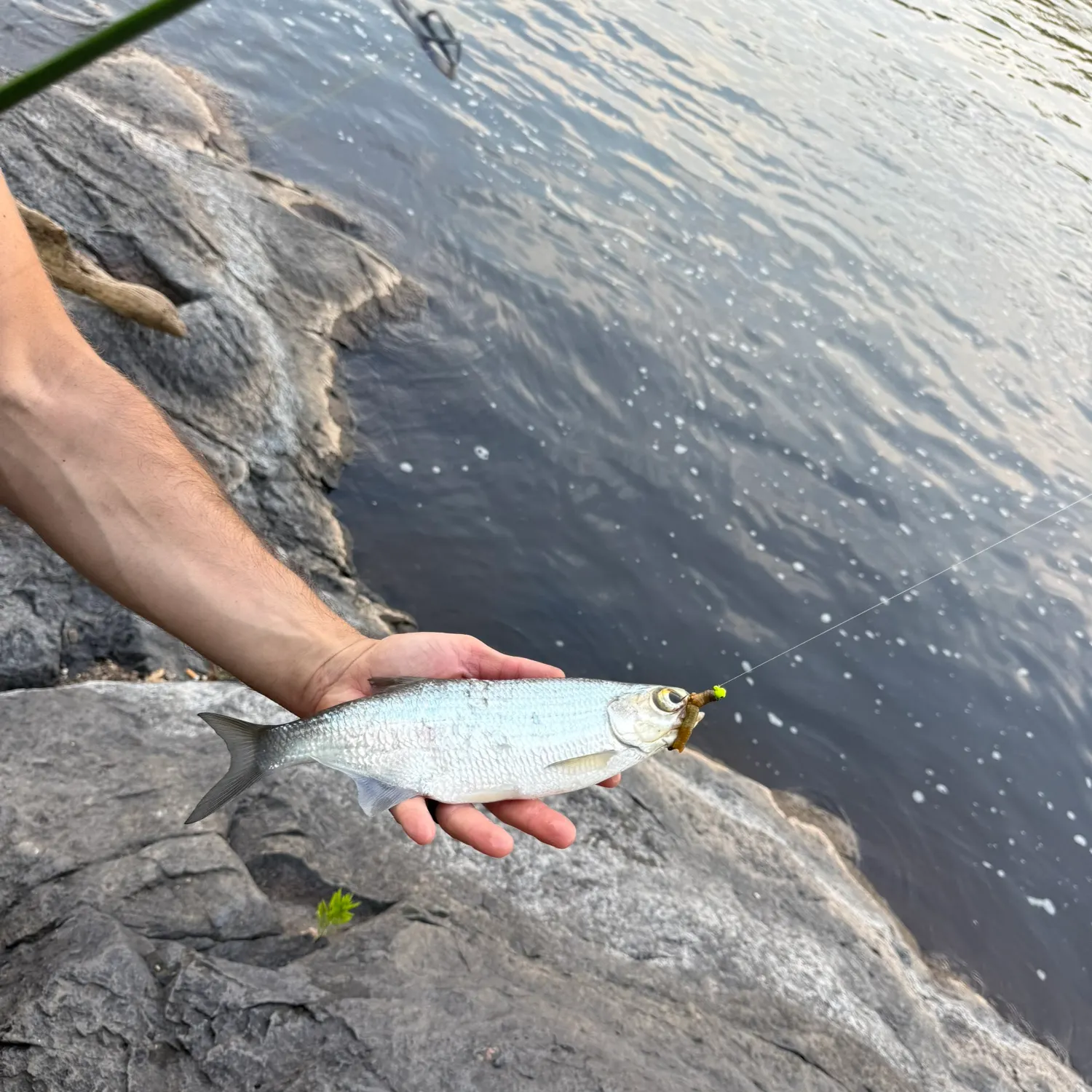 The most recent Goldeye catches on Fishbrain