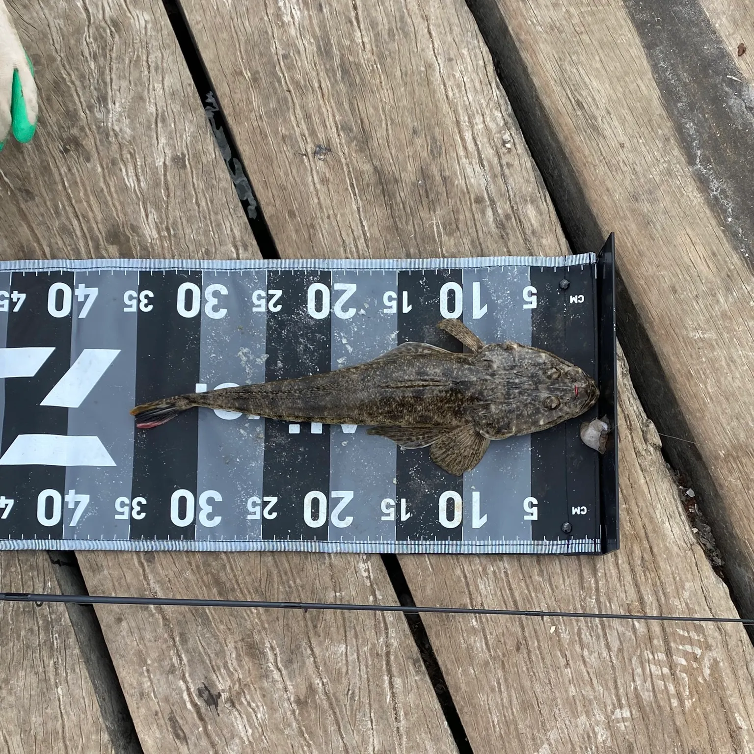 The most recent Fringe-eyed flathead catches on Fishbrain