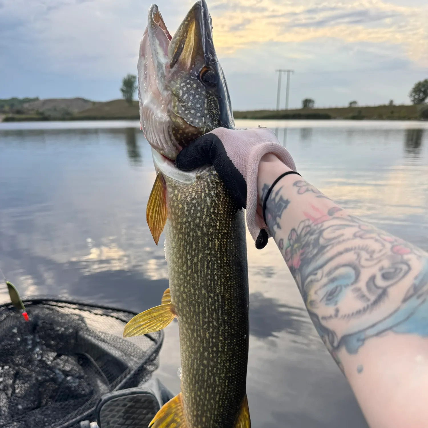 Northern pike caught on Fishbrain