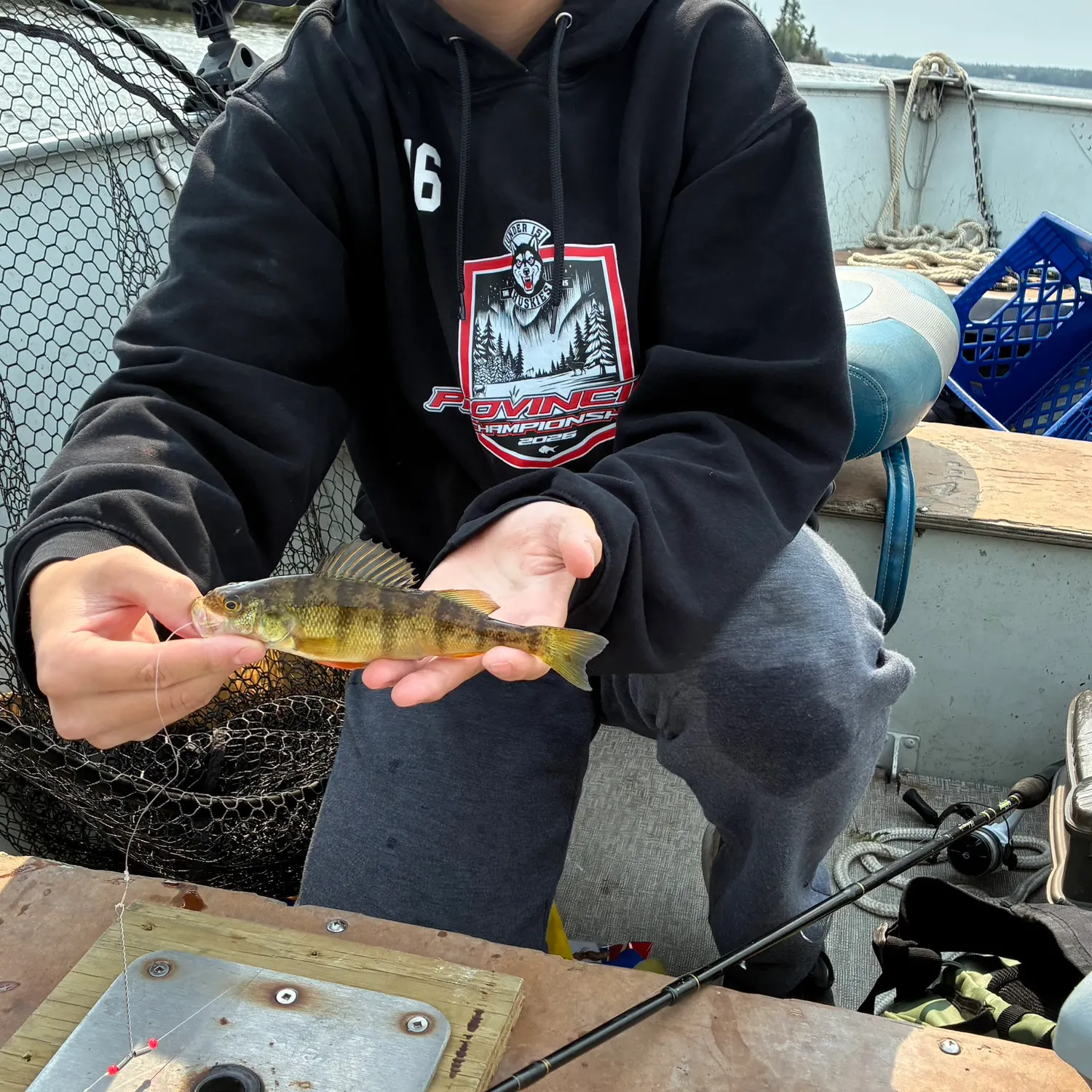 Yellow perch caught on Fishbrain