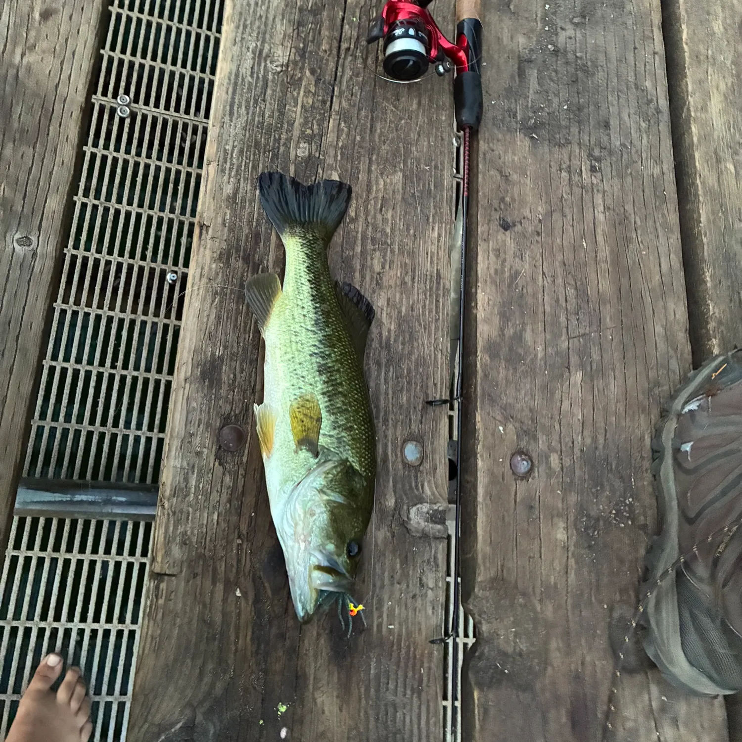 Largemouth bass caught on Fishbrain