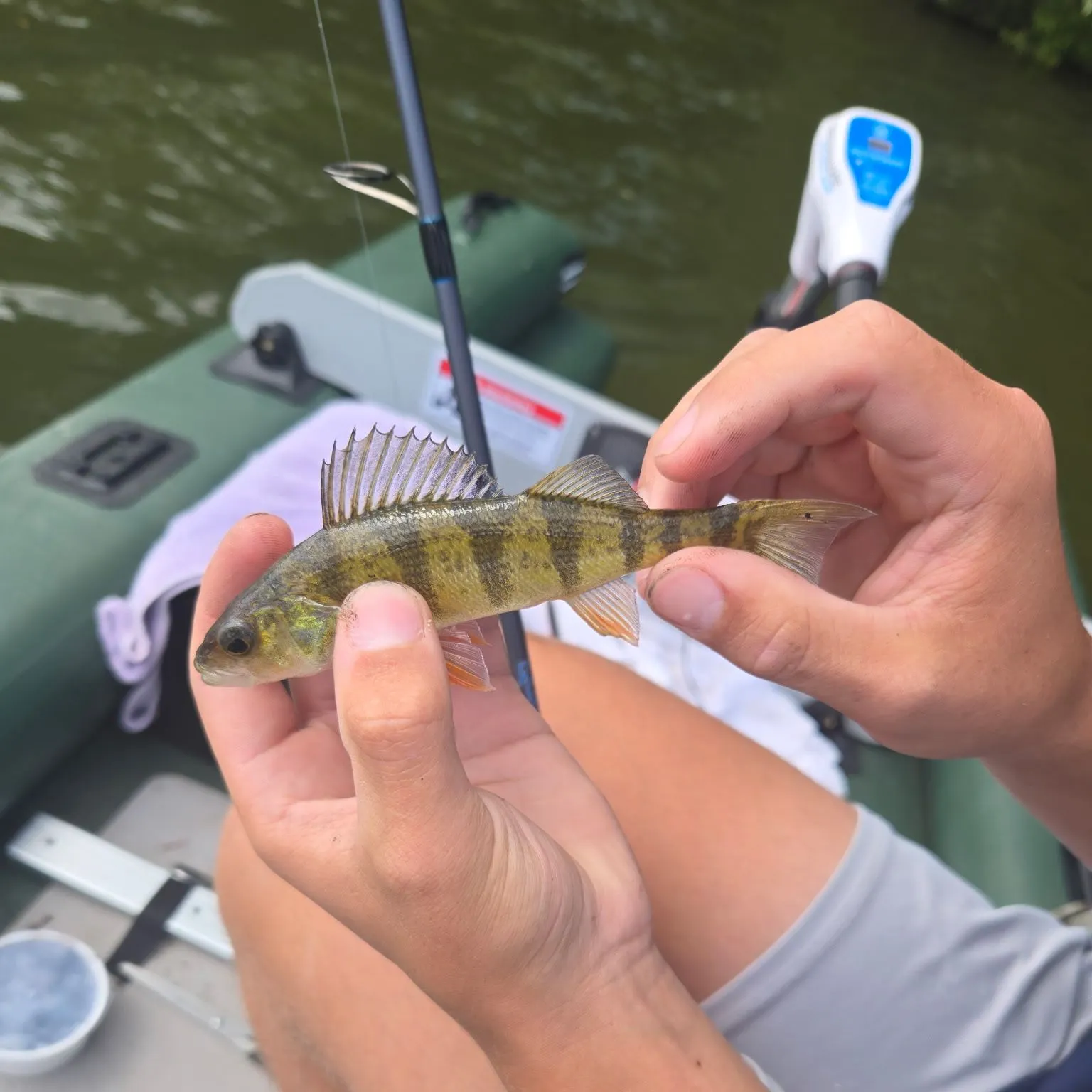 Yellow perch caught on Fishbrain