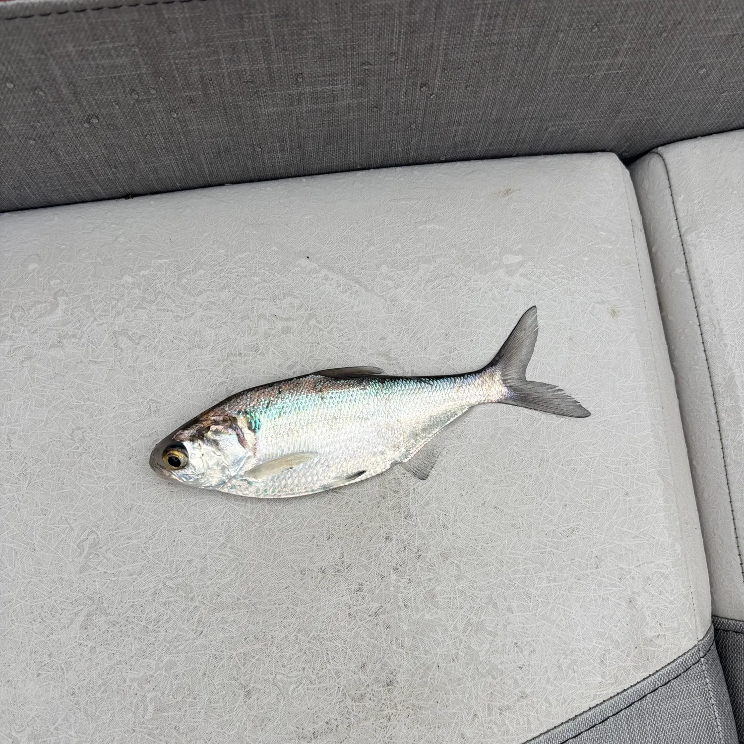 American gizzard shad caught on Fishbrain