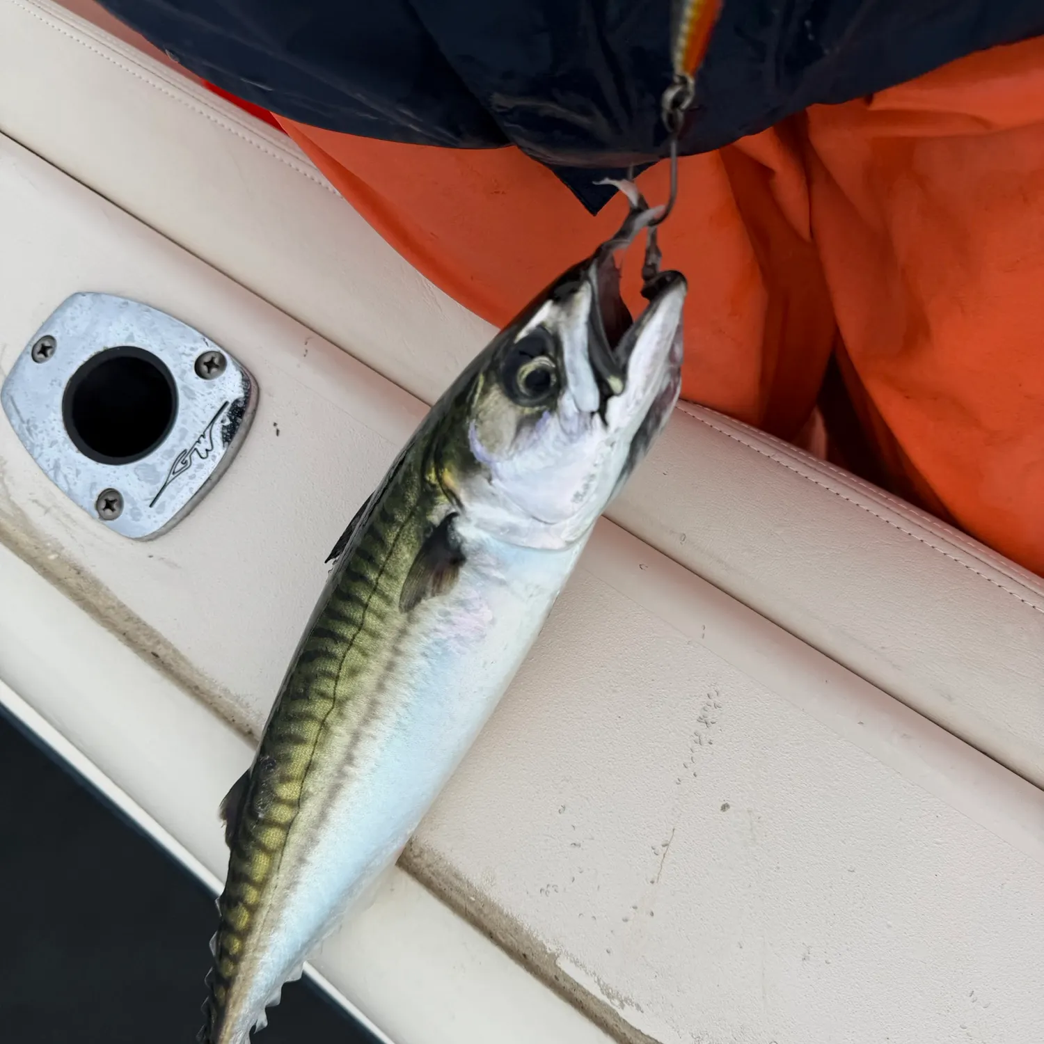Atlantic mackerel caught on Fishbrain