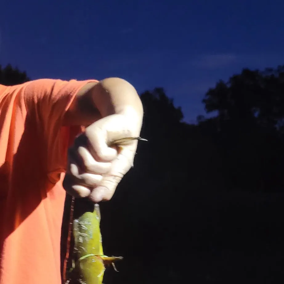 Yellow bullhead caught on Fishbrain