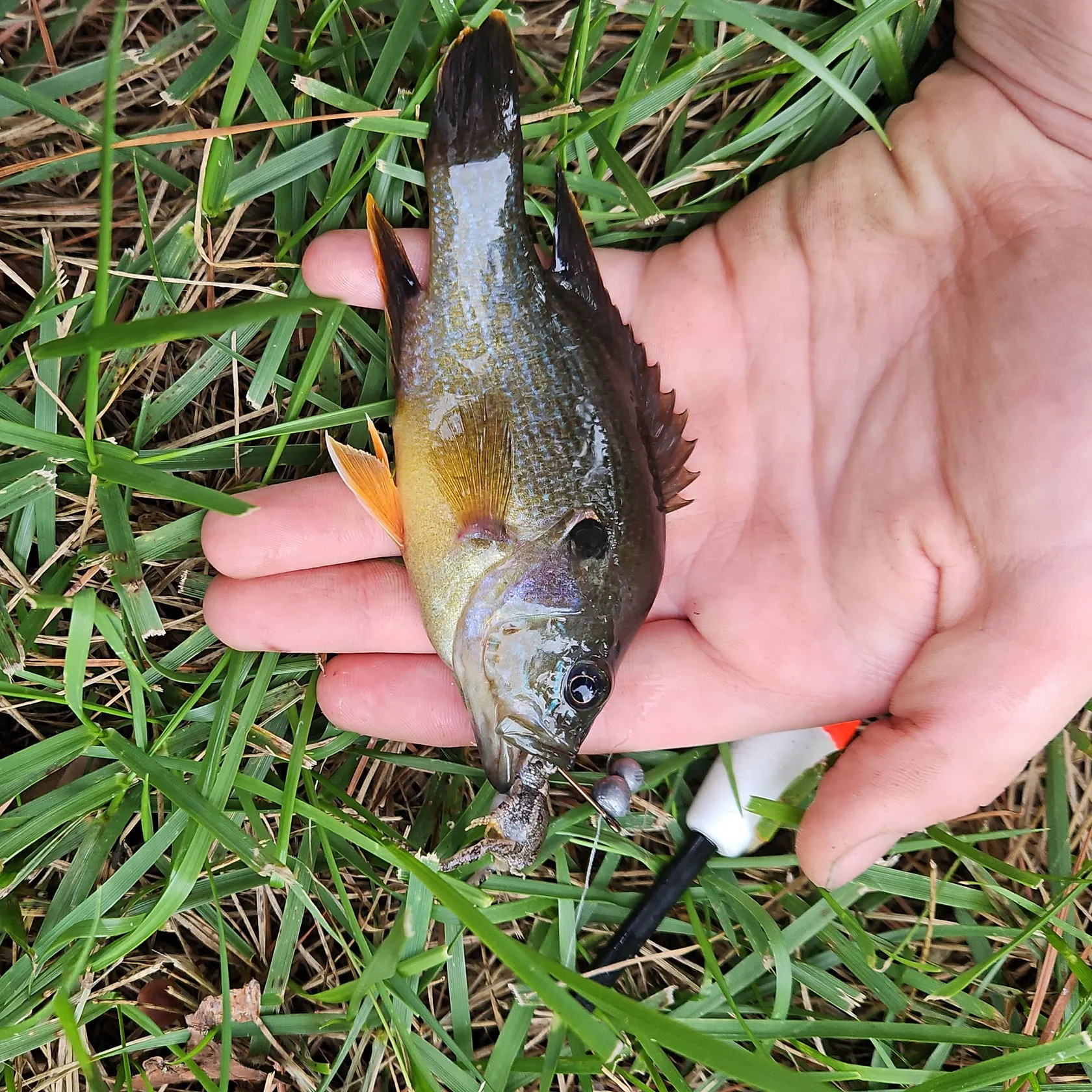 Green sunfish caught on Fishbrain