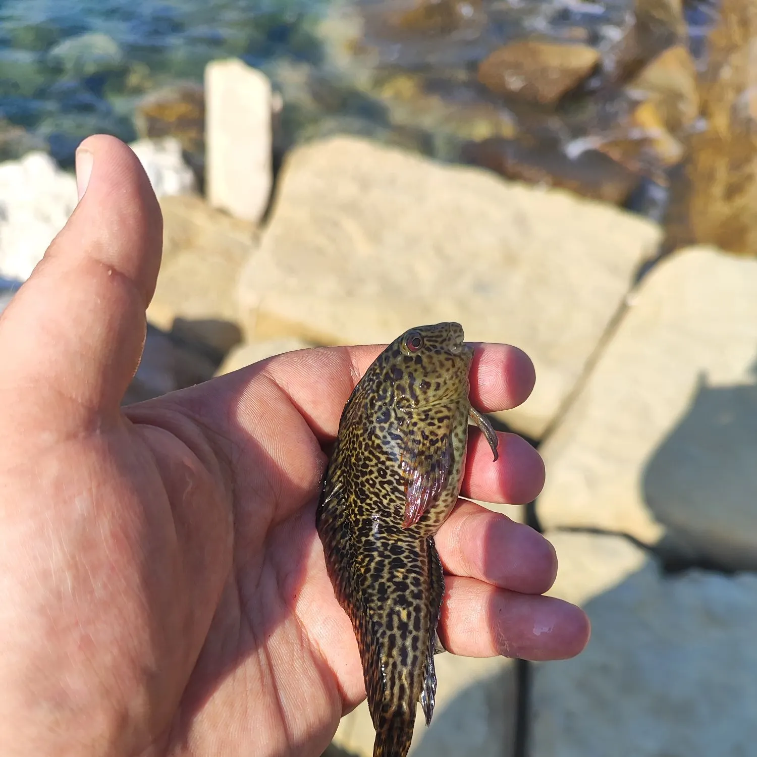 The most recent Rusty blenny catches on Fishbrain
