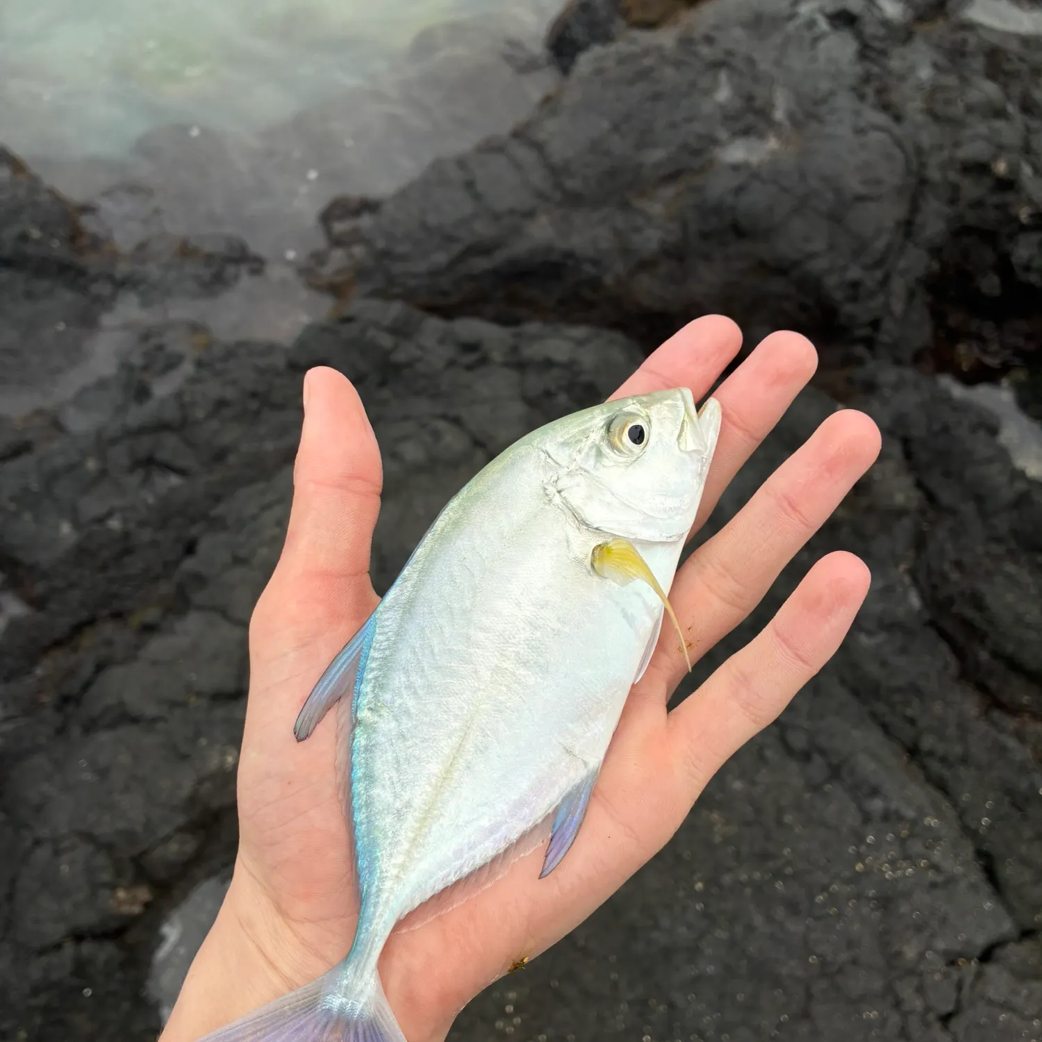 The most recent Bluefin trevally catches on Fishbrain