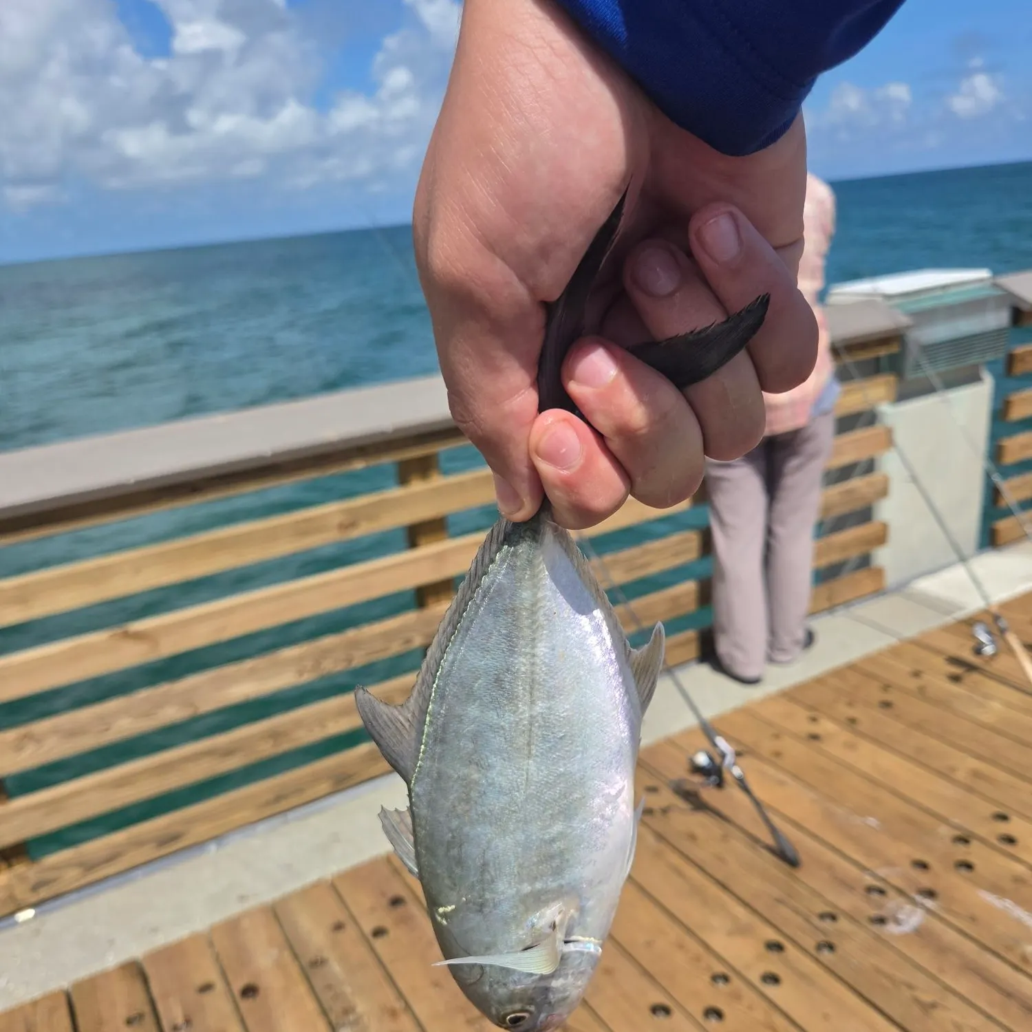 The most recent Blue runner catches on Fishbrain