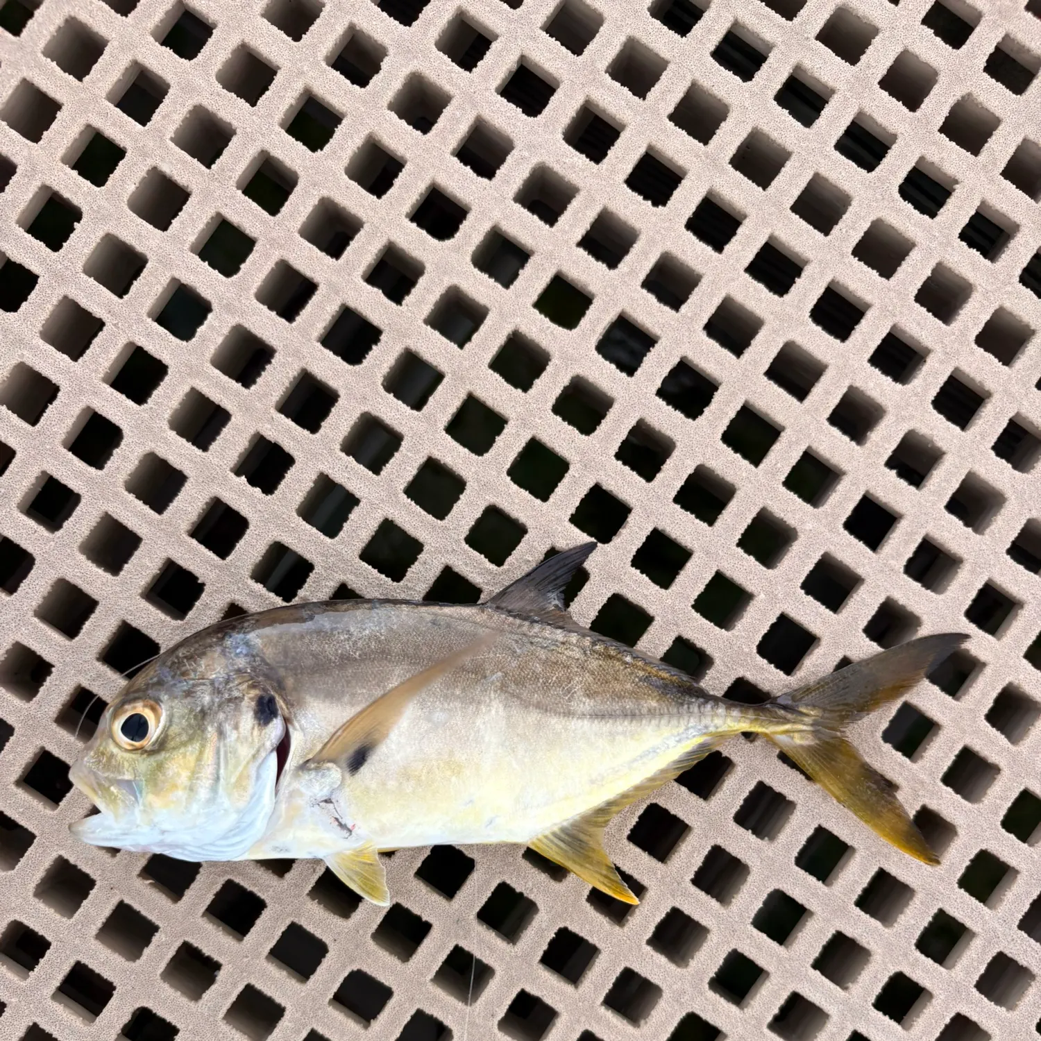 The most recent Crevalle jack catches on Fishbrain