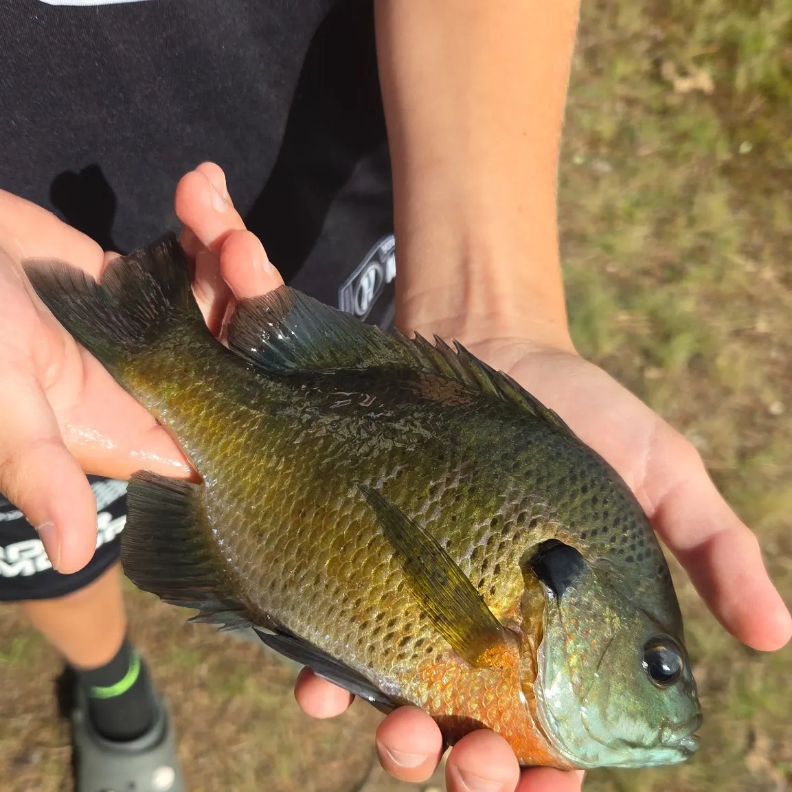 Bluegill caught on Fishbrain