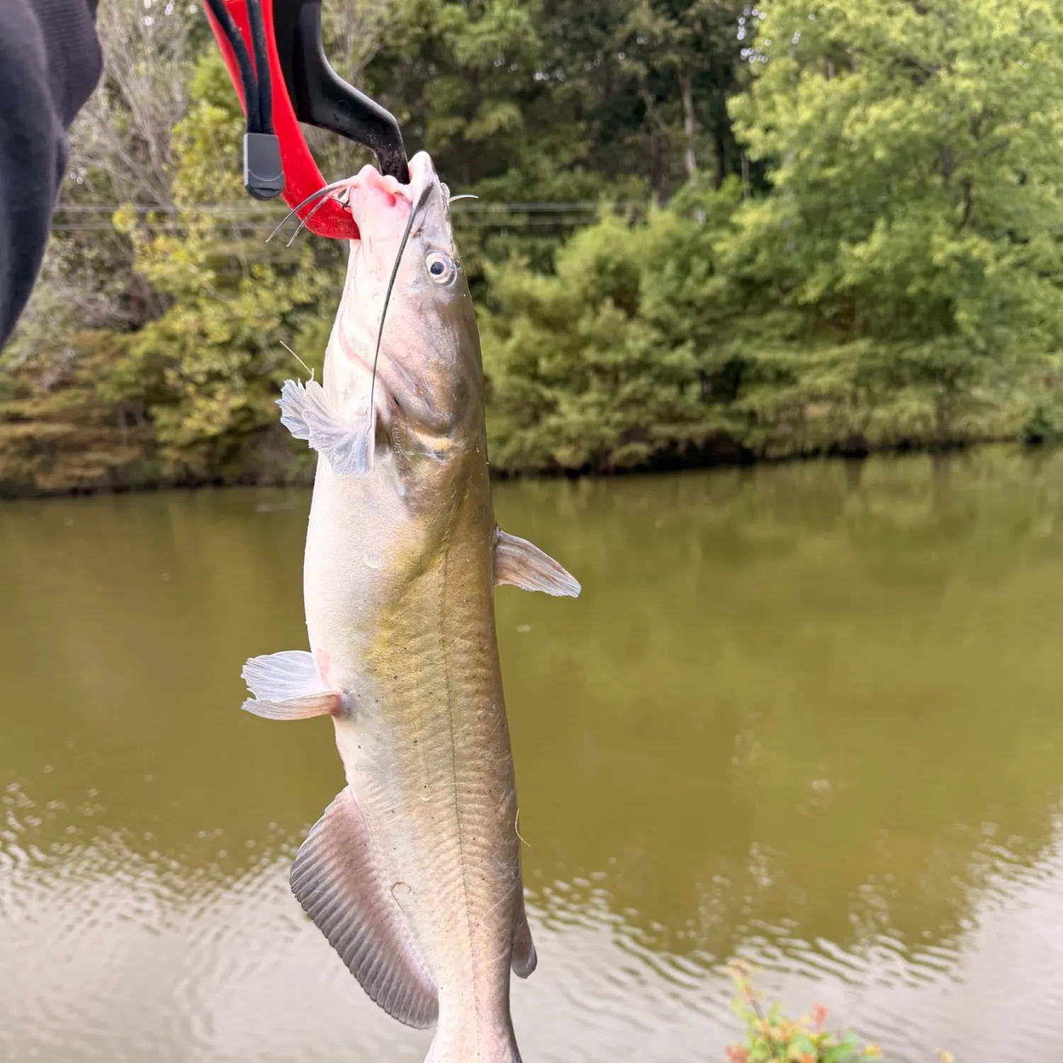 Channel catfish caught on Fishbrain