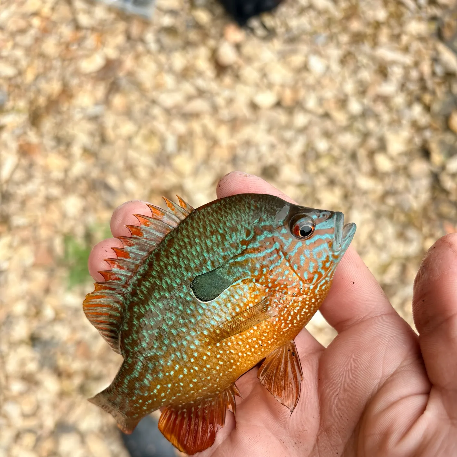 Longear sunfish caught on Fishbrain
